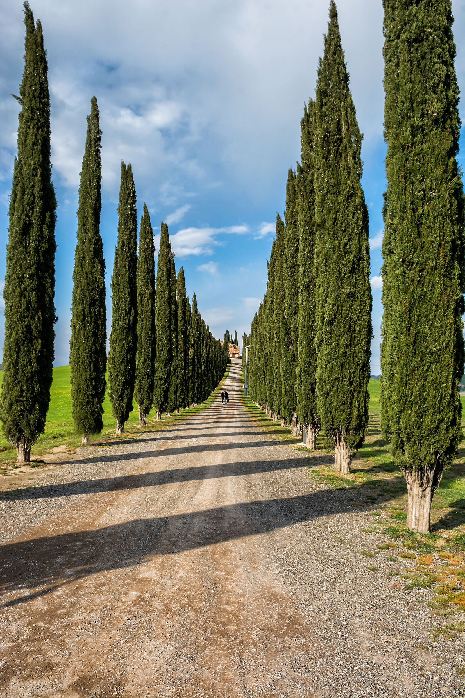 Il viale di cipressi