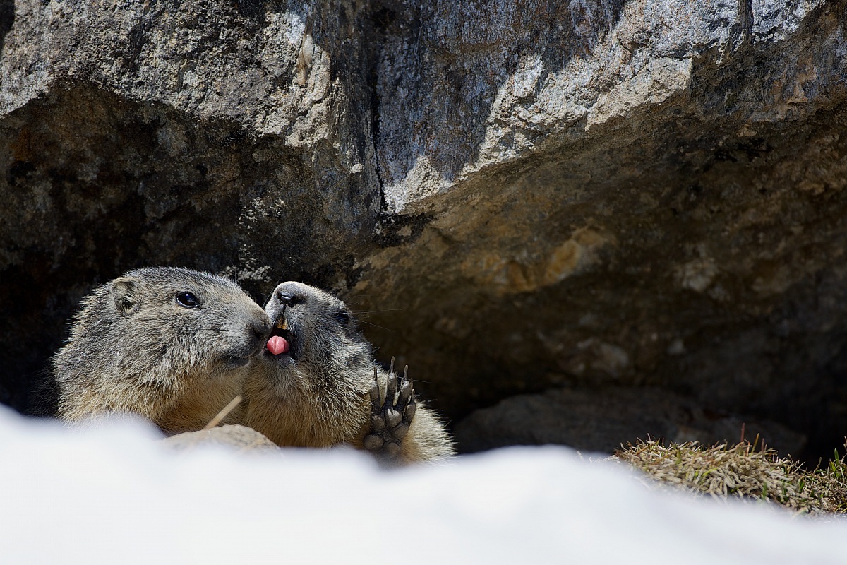 Marmot in love