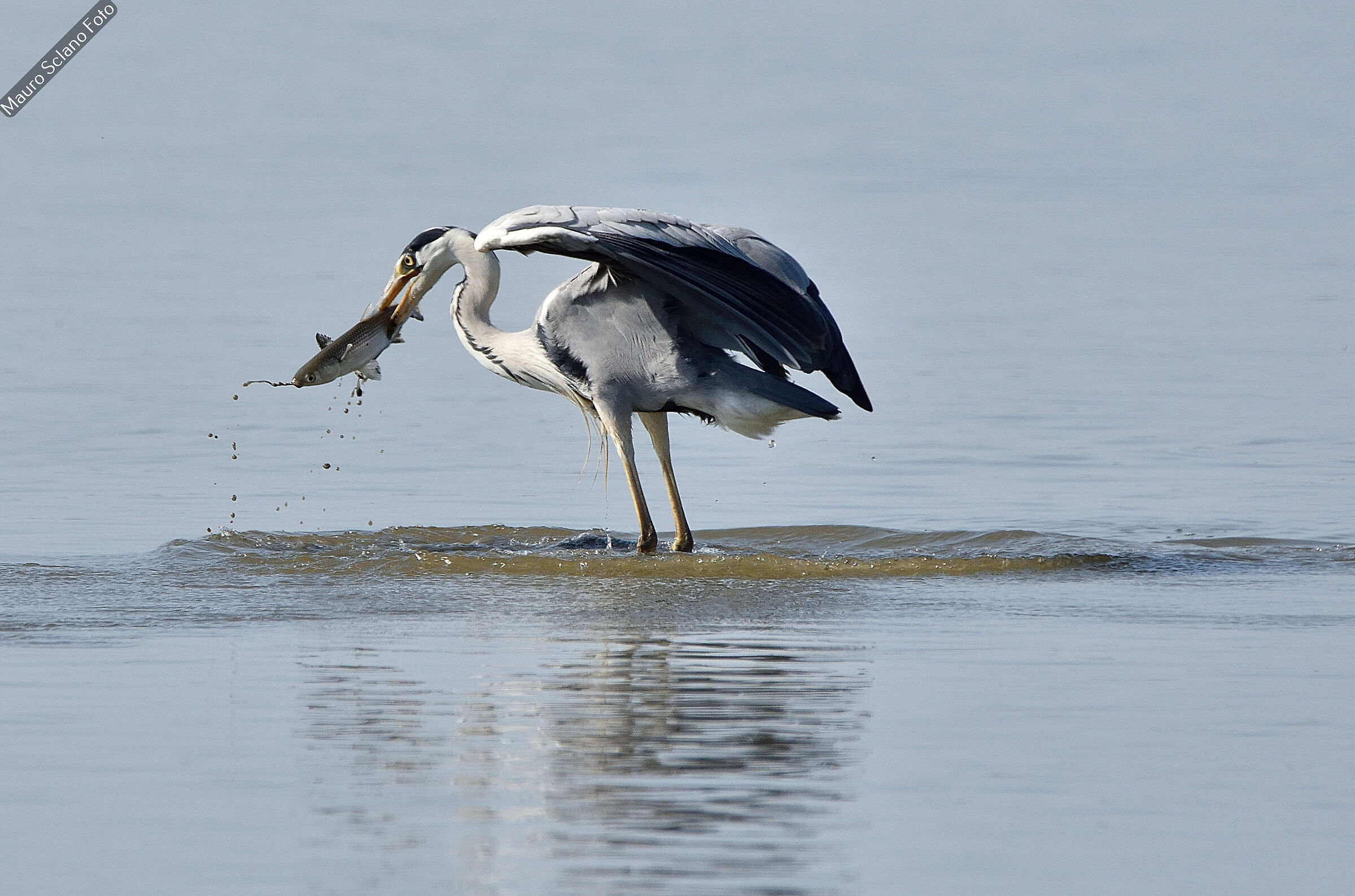 the Capture