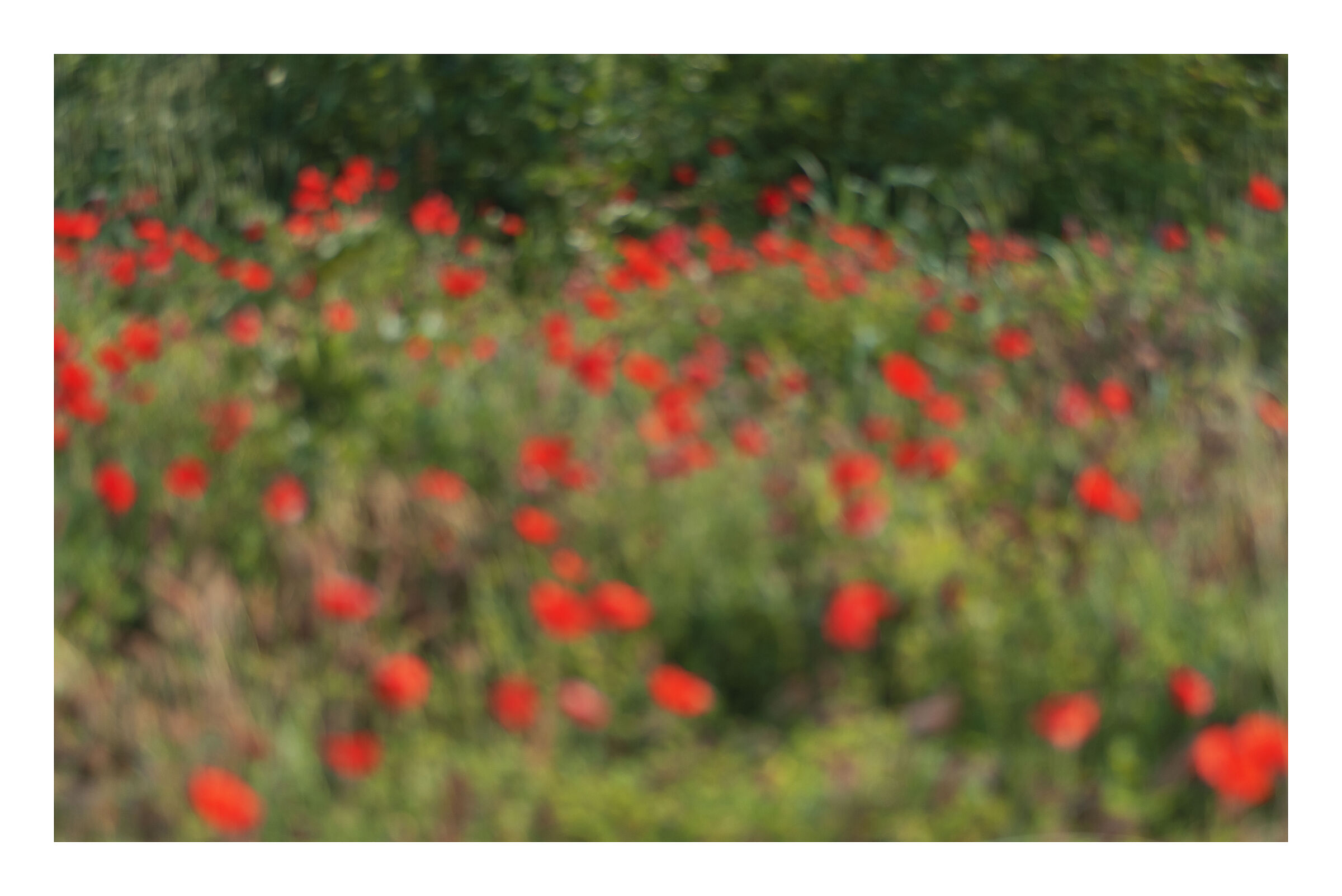 Blurred wanted of a poppy field