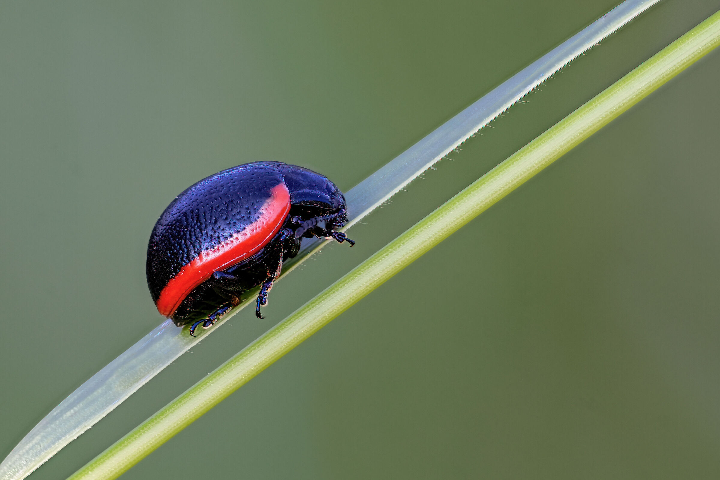 Chrysolina sanguinolenta