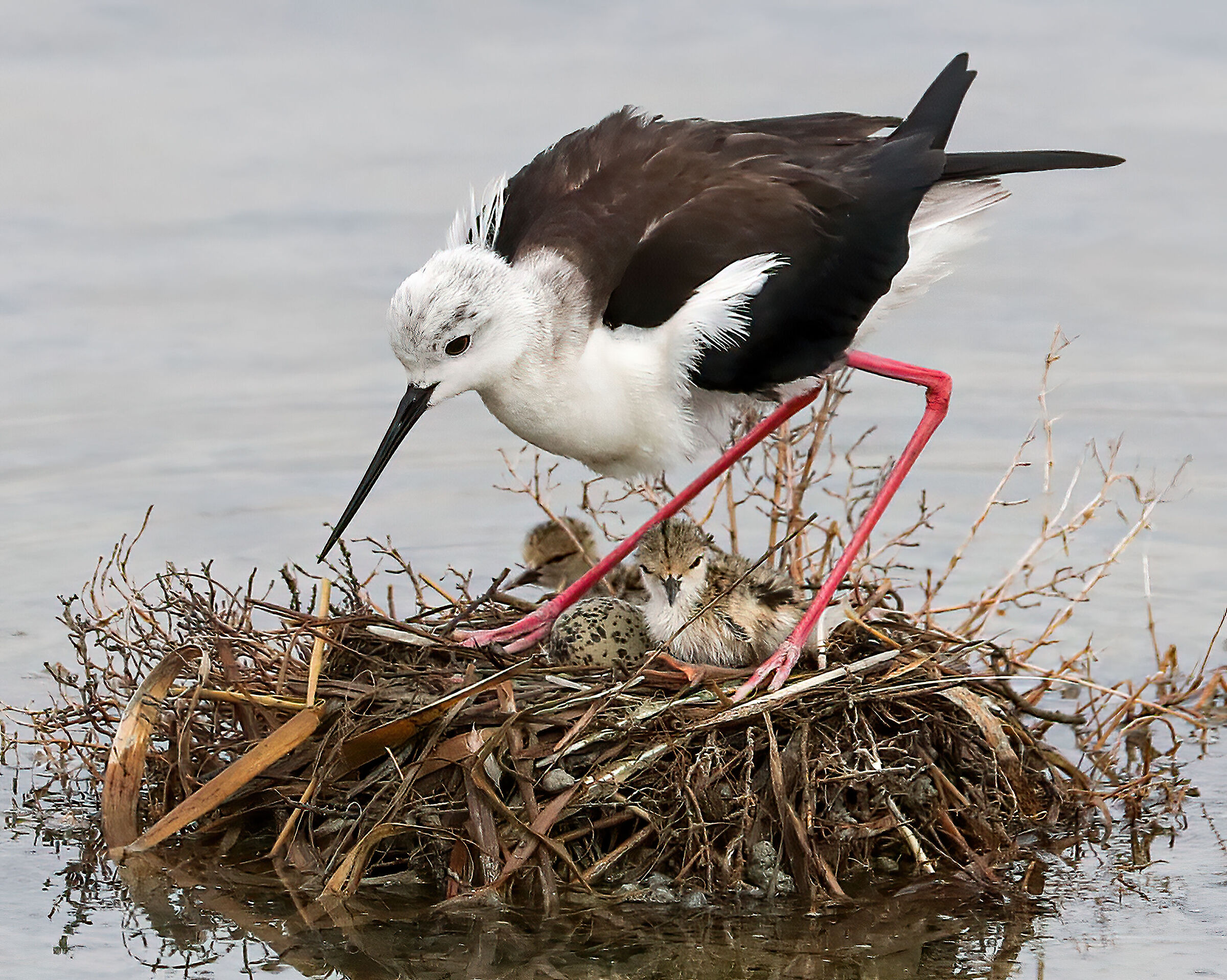 Knight of Italy nesting 2023