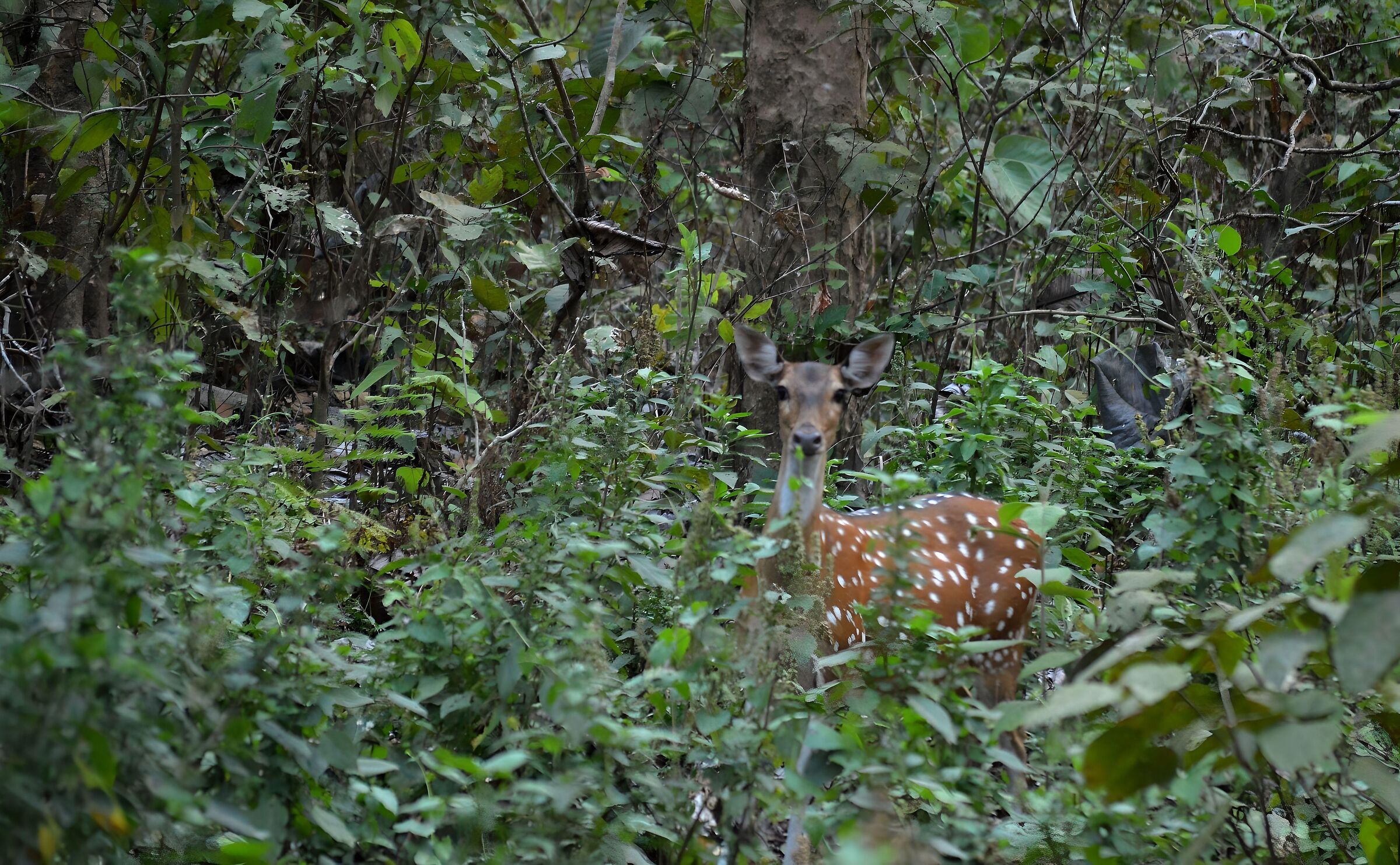 Un "bambi" nella foresta nepalese