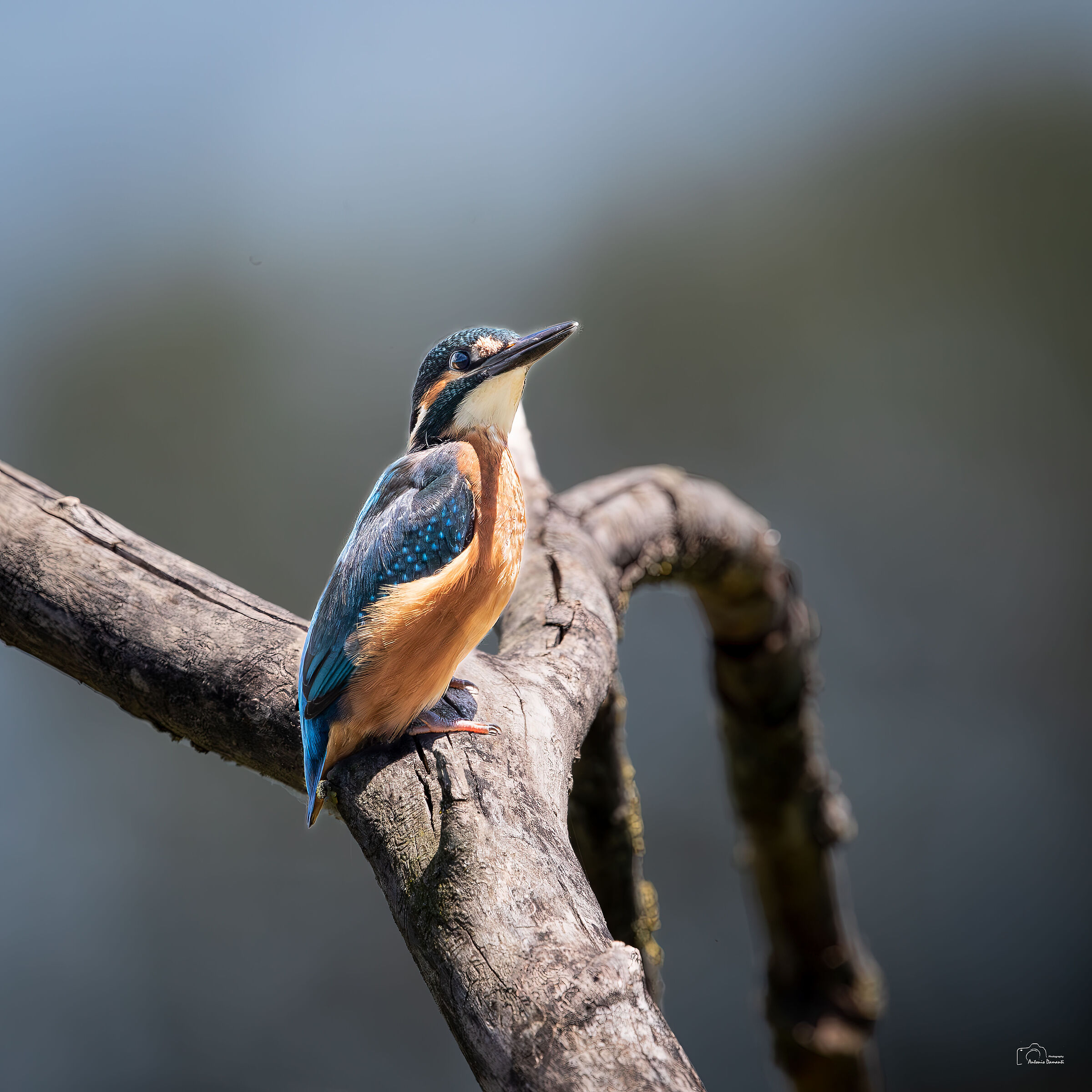 Kingfisher