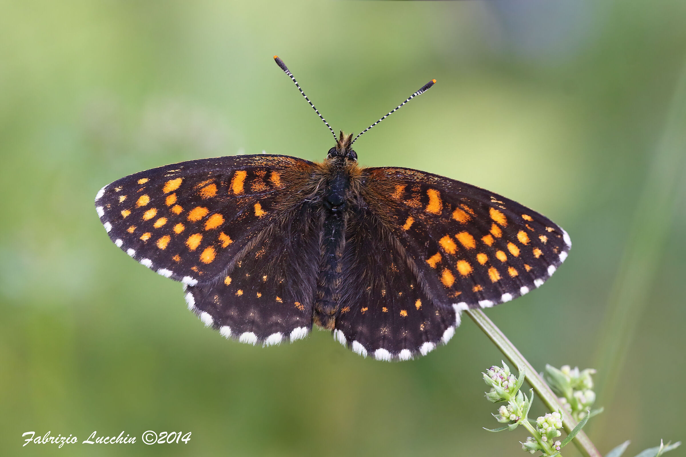 Melitaea diamine