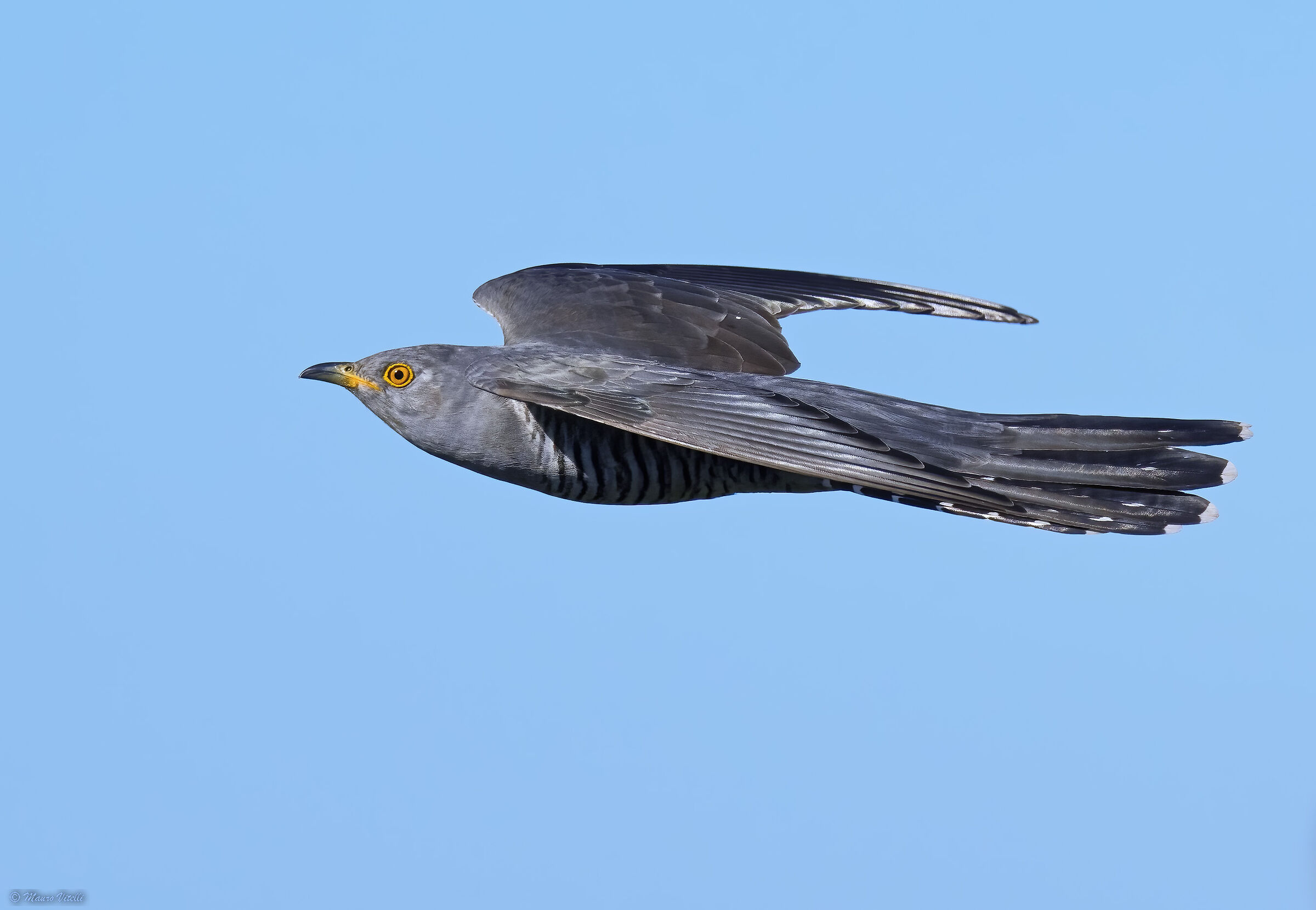 Cuckoo (Cuculus canorus)