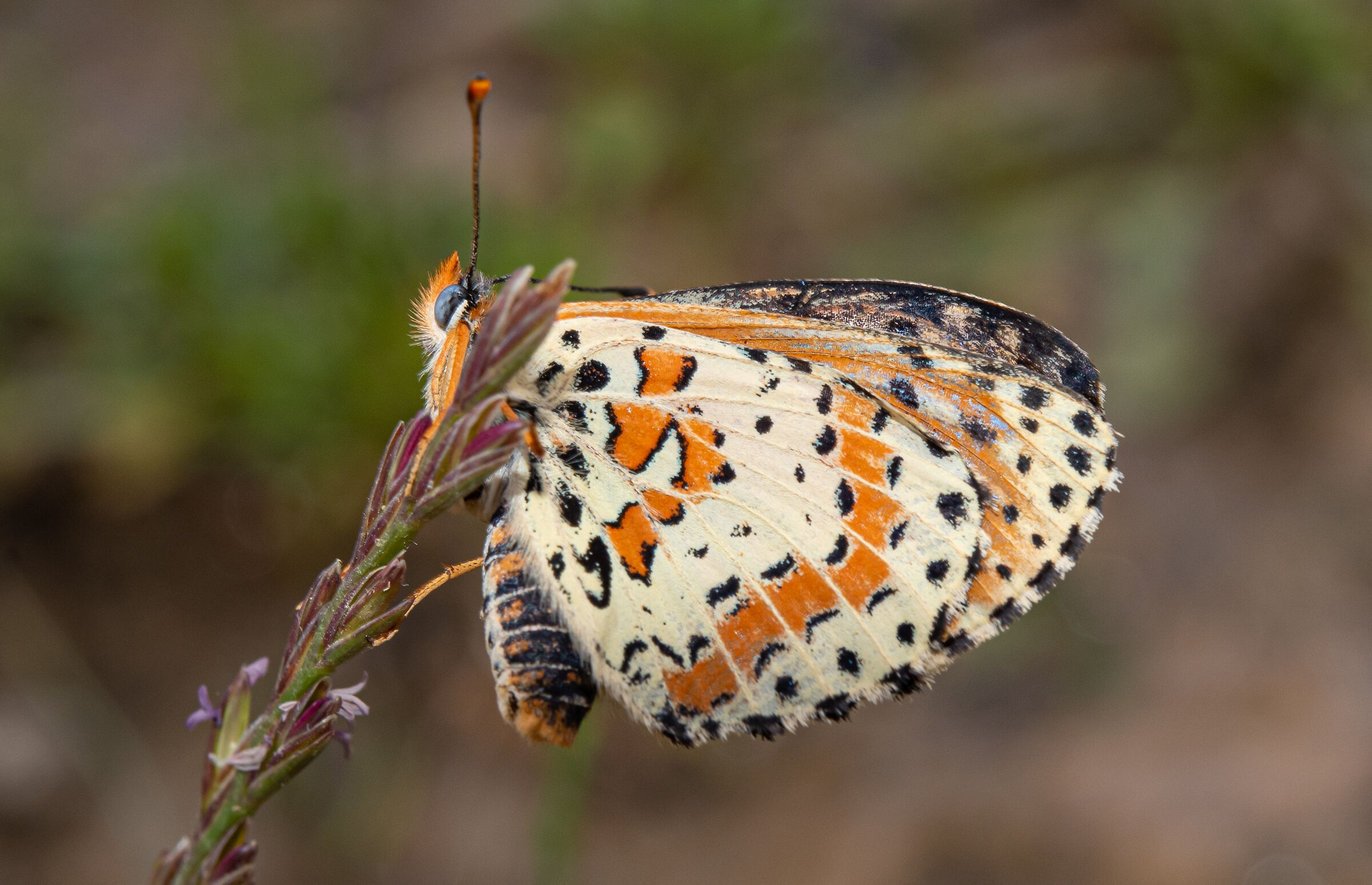 The beautiful Melitaea didyma