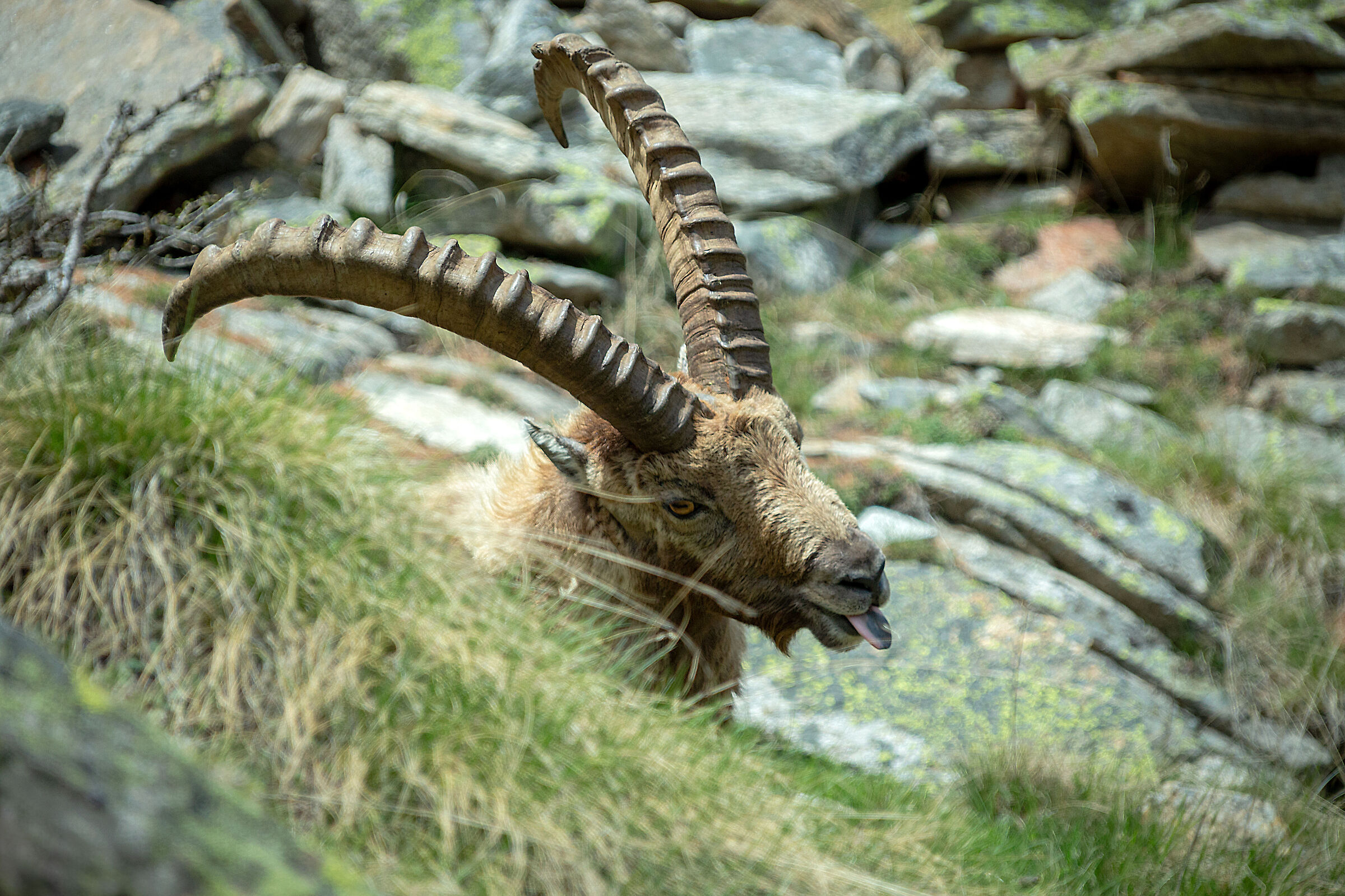 "Mi fai la foto? E io ti faccio la linguaccia!!!"
