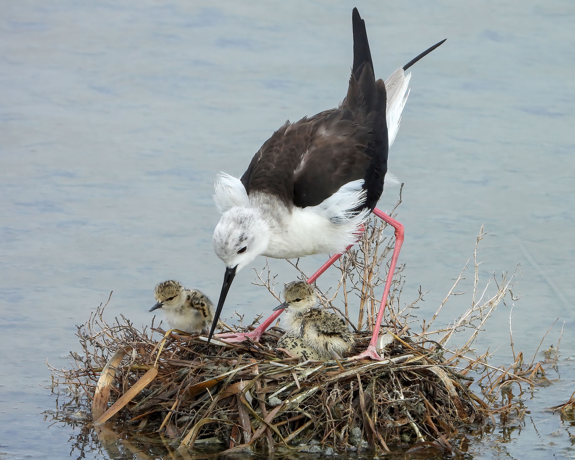 Knights of Italy nesting 2023