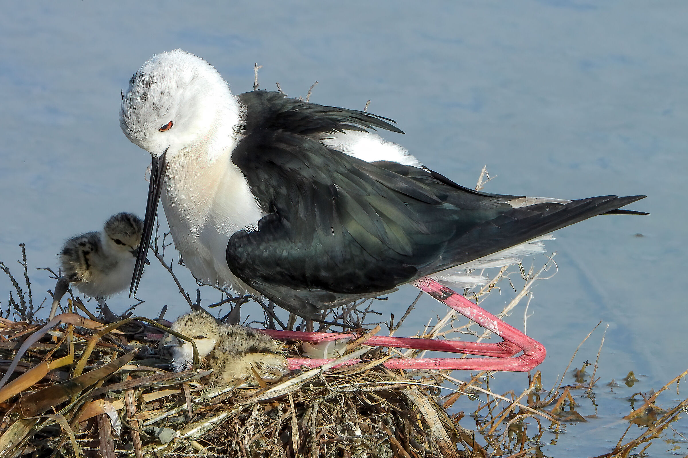 Knights of Italy nesting 2023