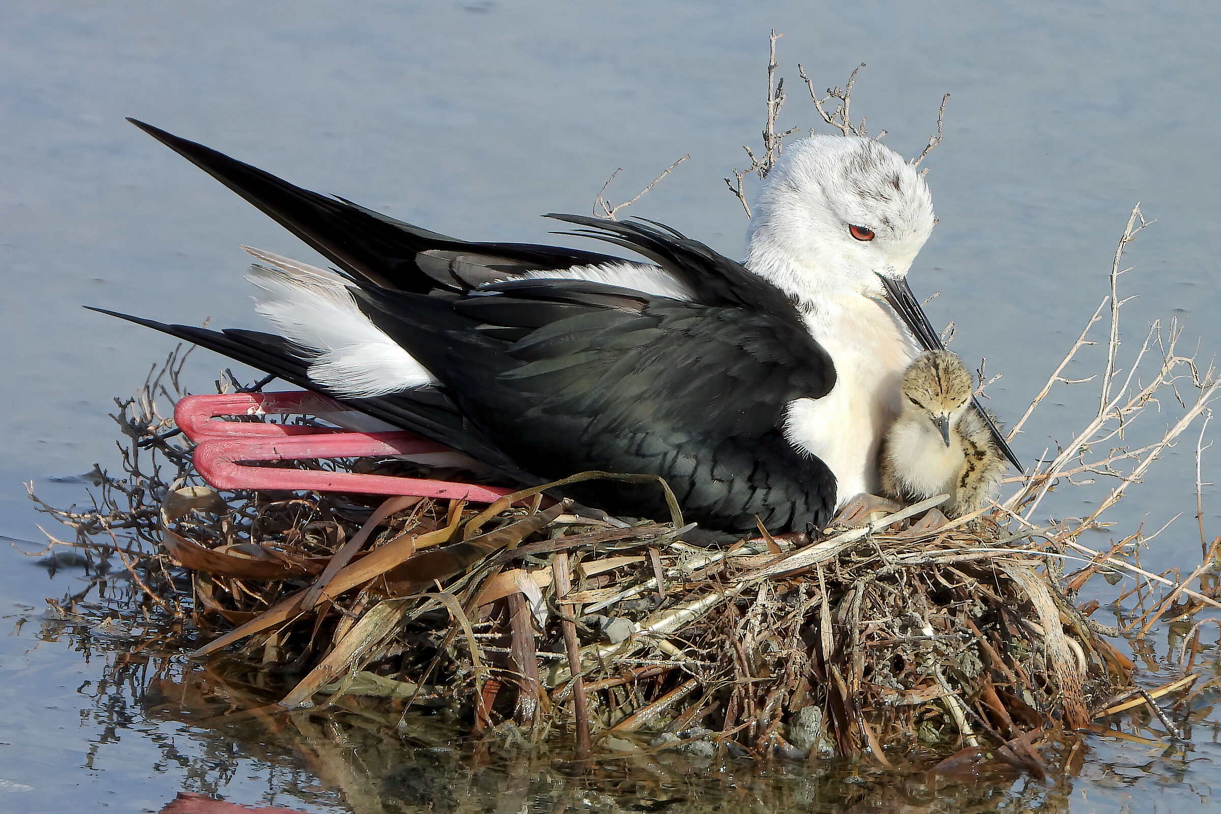 Knight of Italy nesting 2023