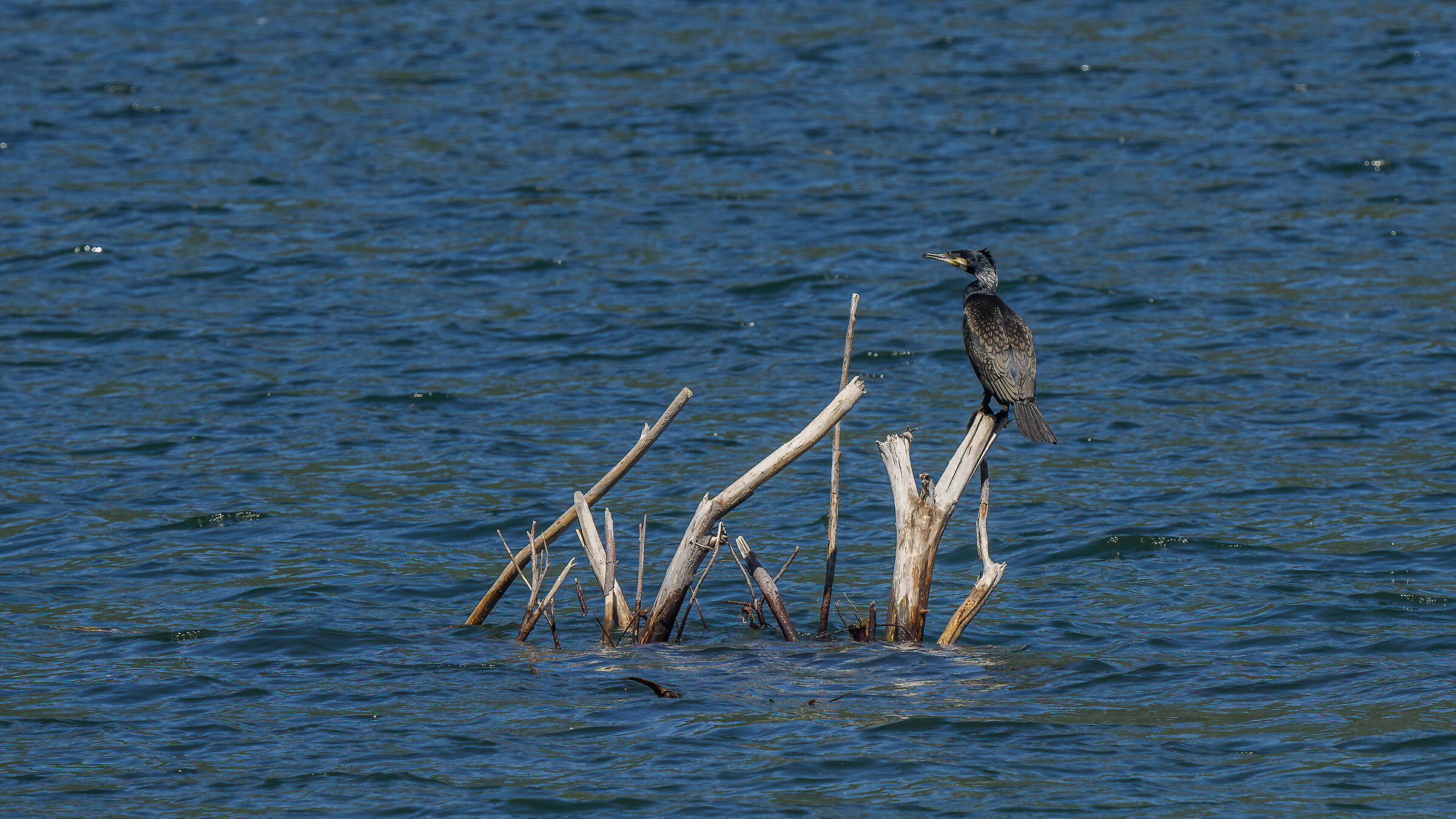 Cormorano