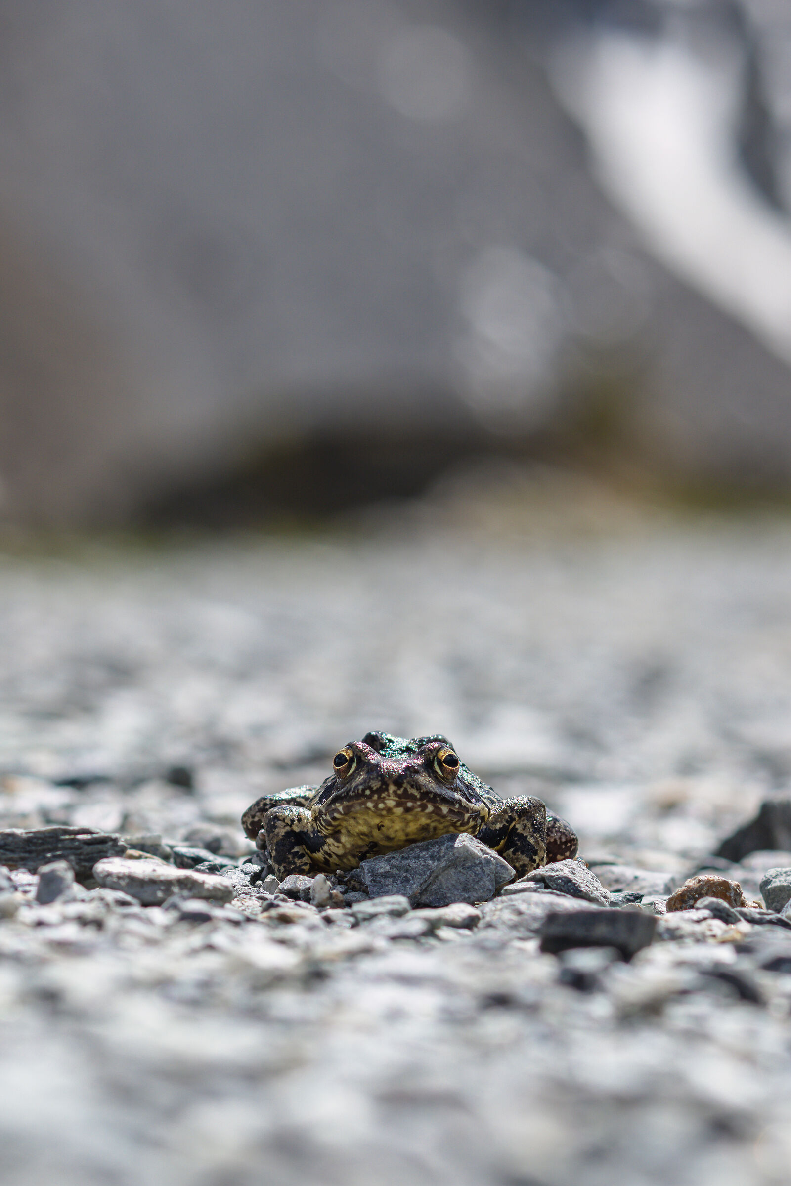 Encounters on the Val Viola trail