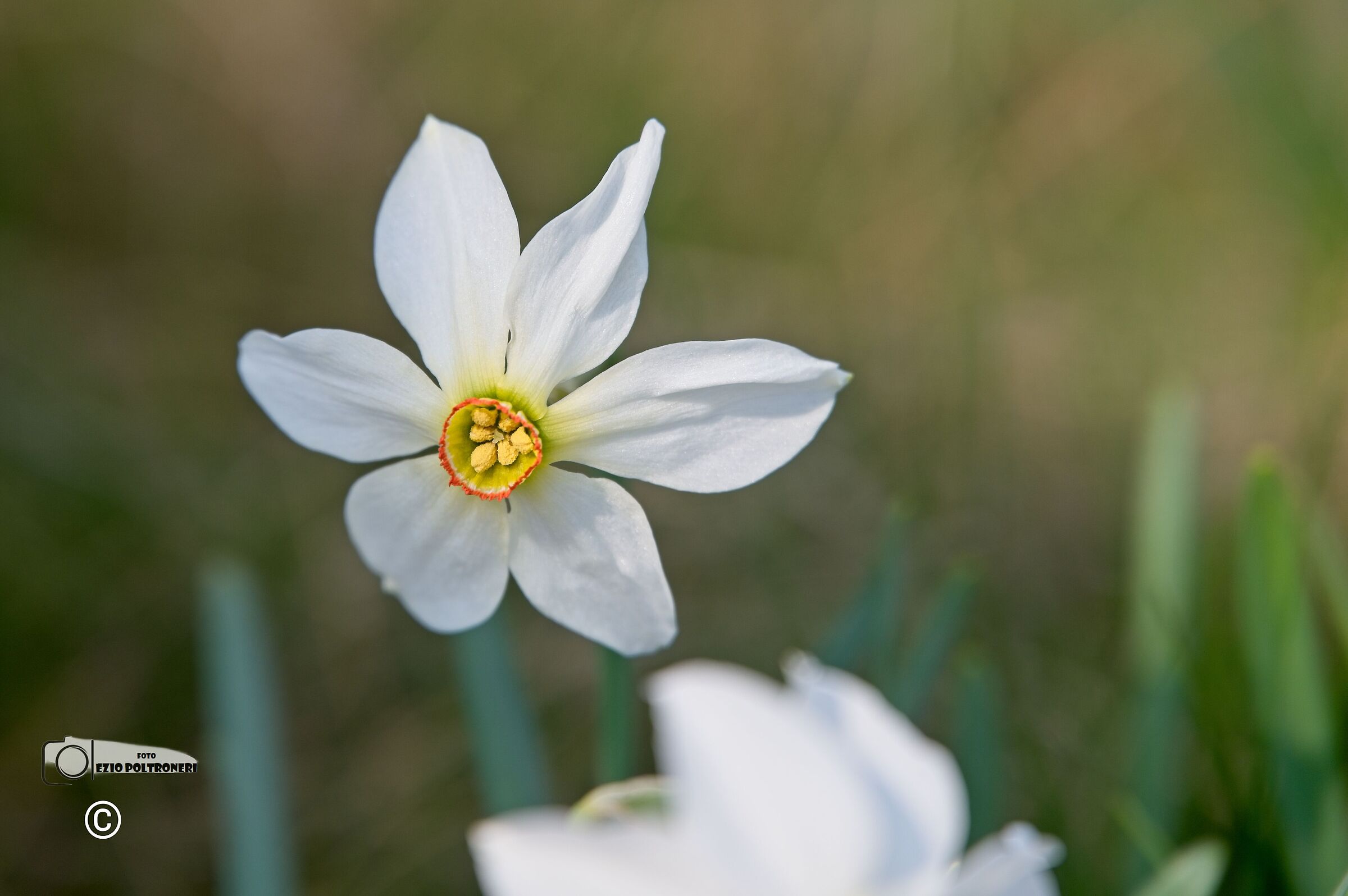 Daffodils