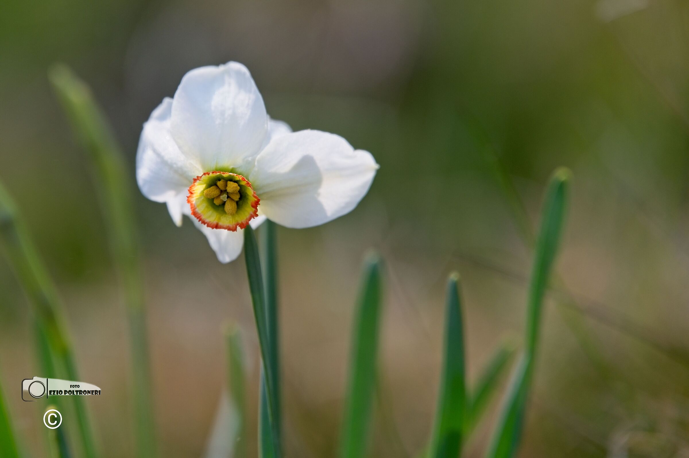 Daffodils