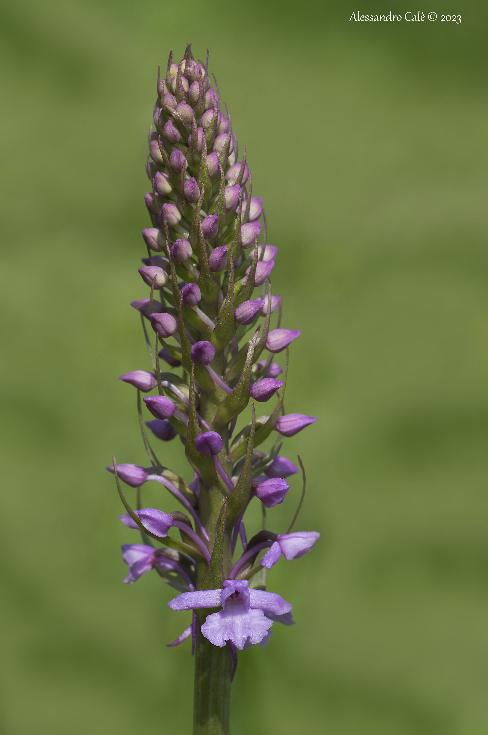 Gymnademia conopsea 6449