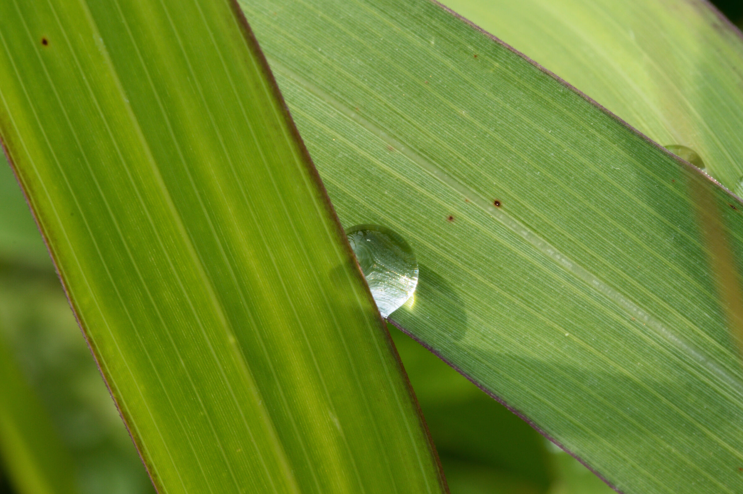 Drop between the leaves