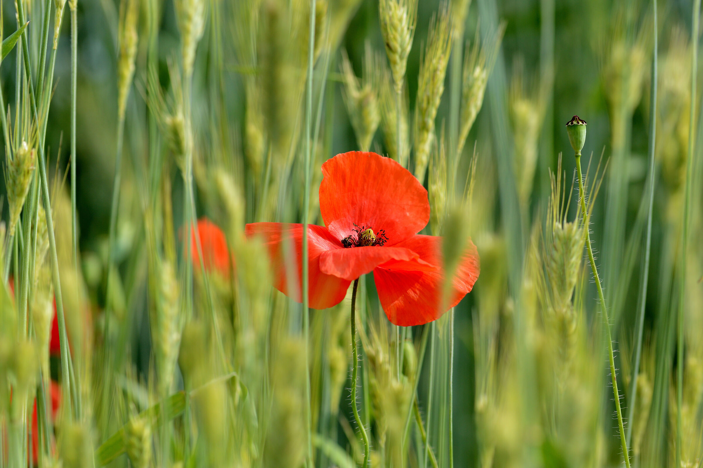 Poppy among the wheat