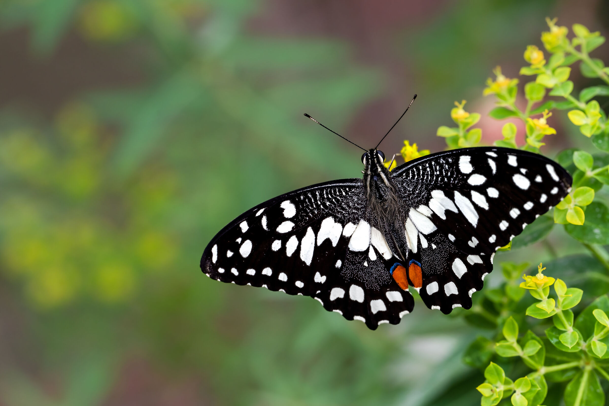 Papilio demoleus