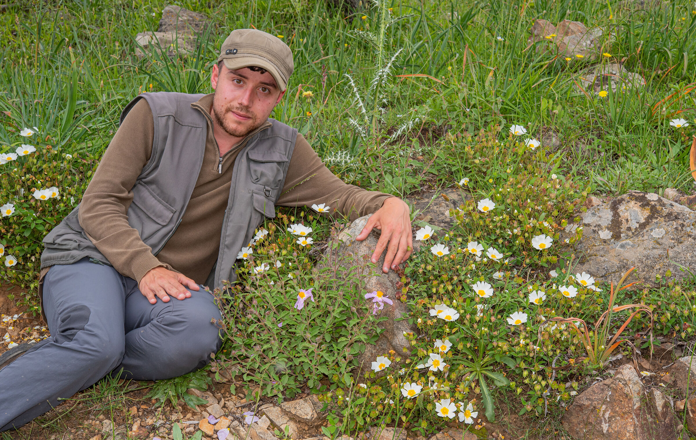Cistus salviifolius and Cistus creticus