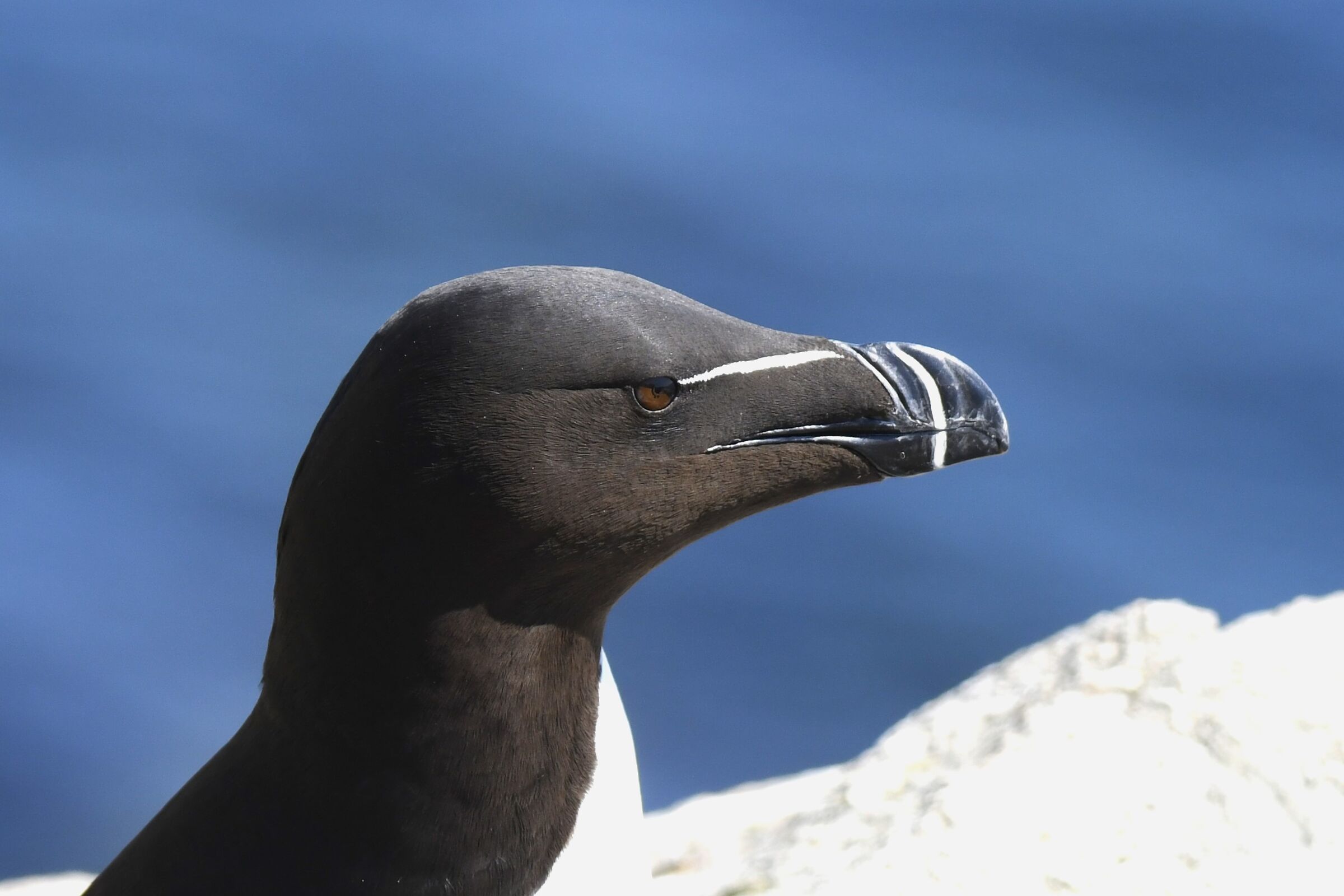 Gazza marina (Razorbill)
