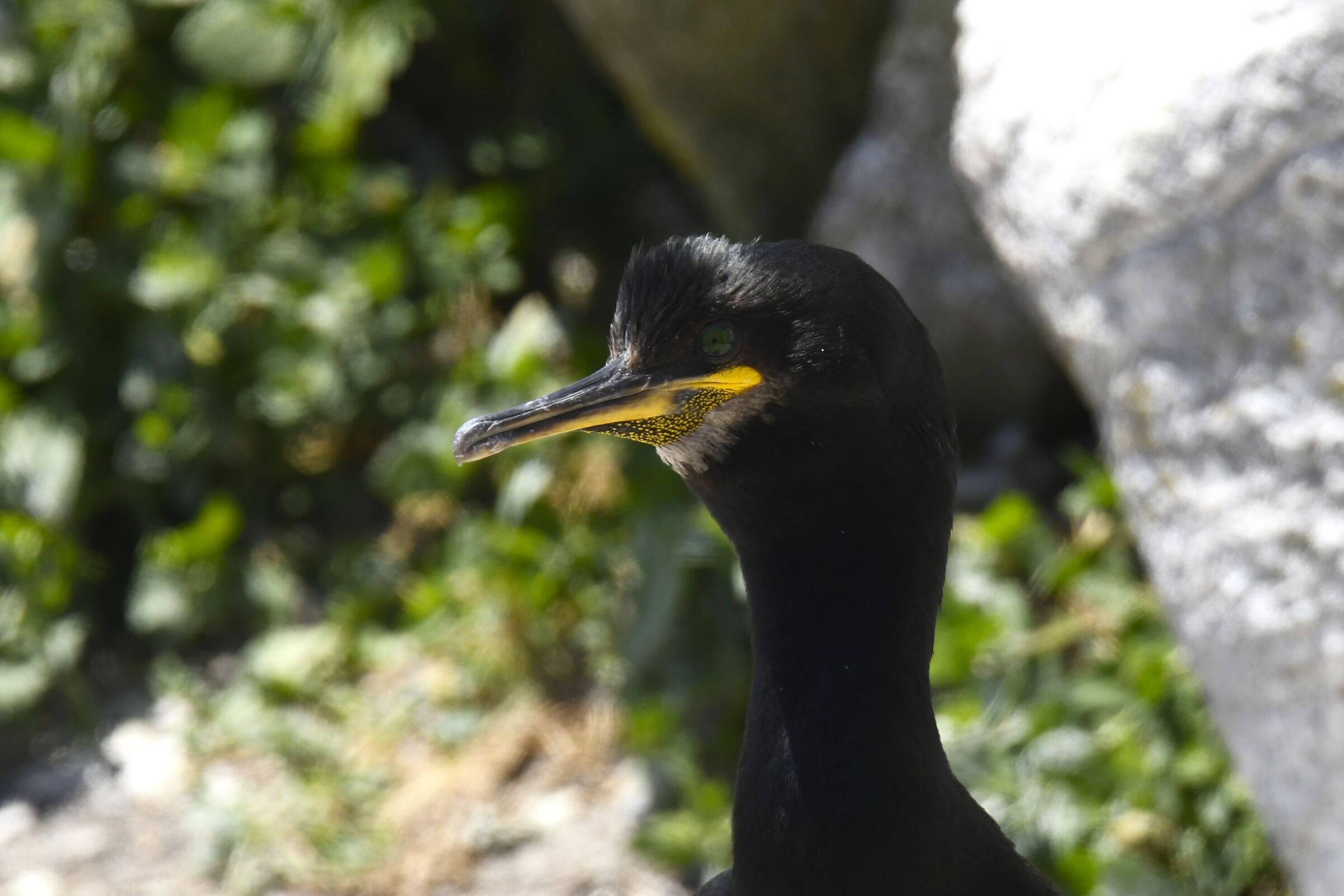 Marangone dal ciuffo (Shag)