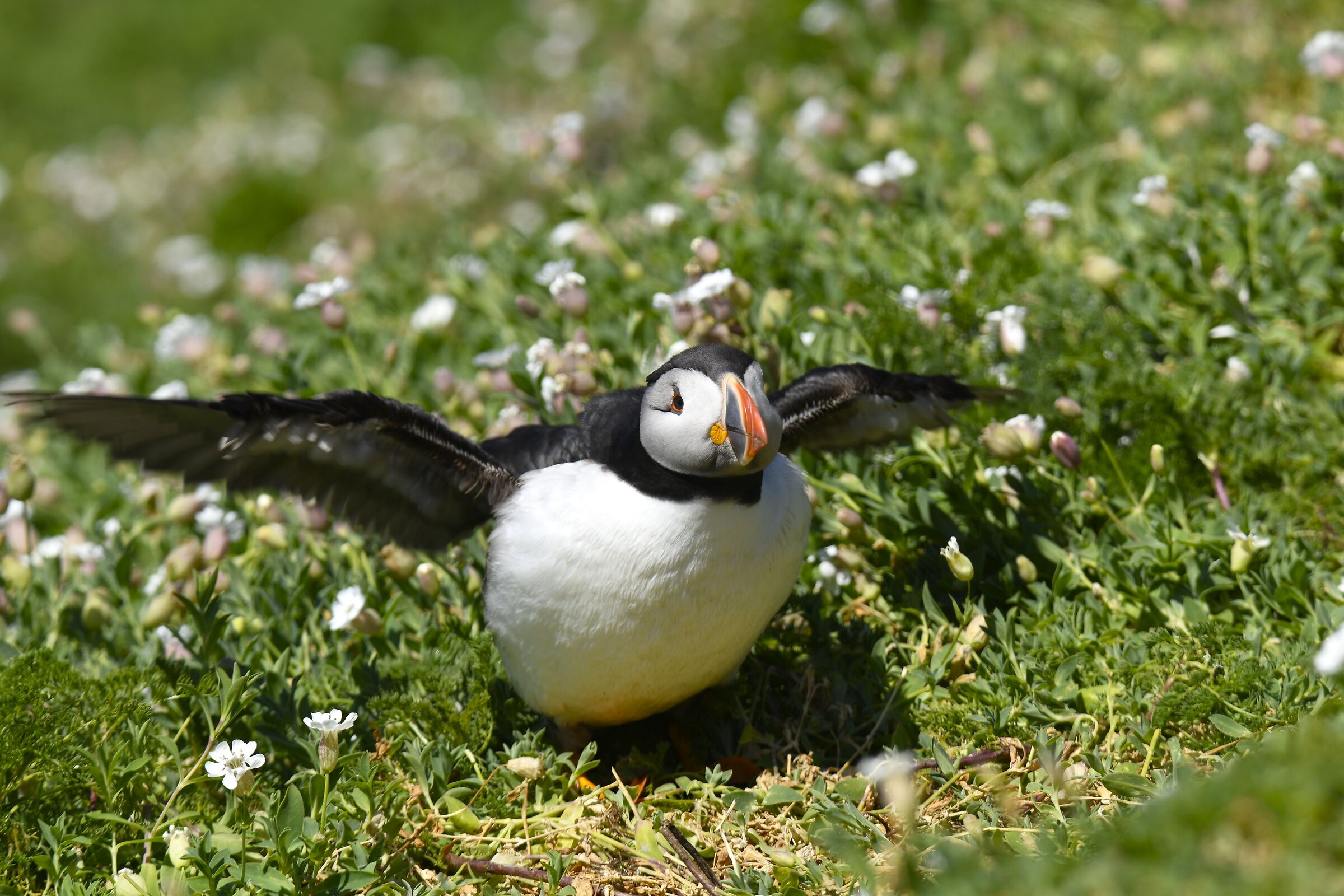 Pulcinella di mare (Puffin)