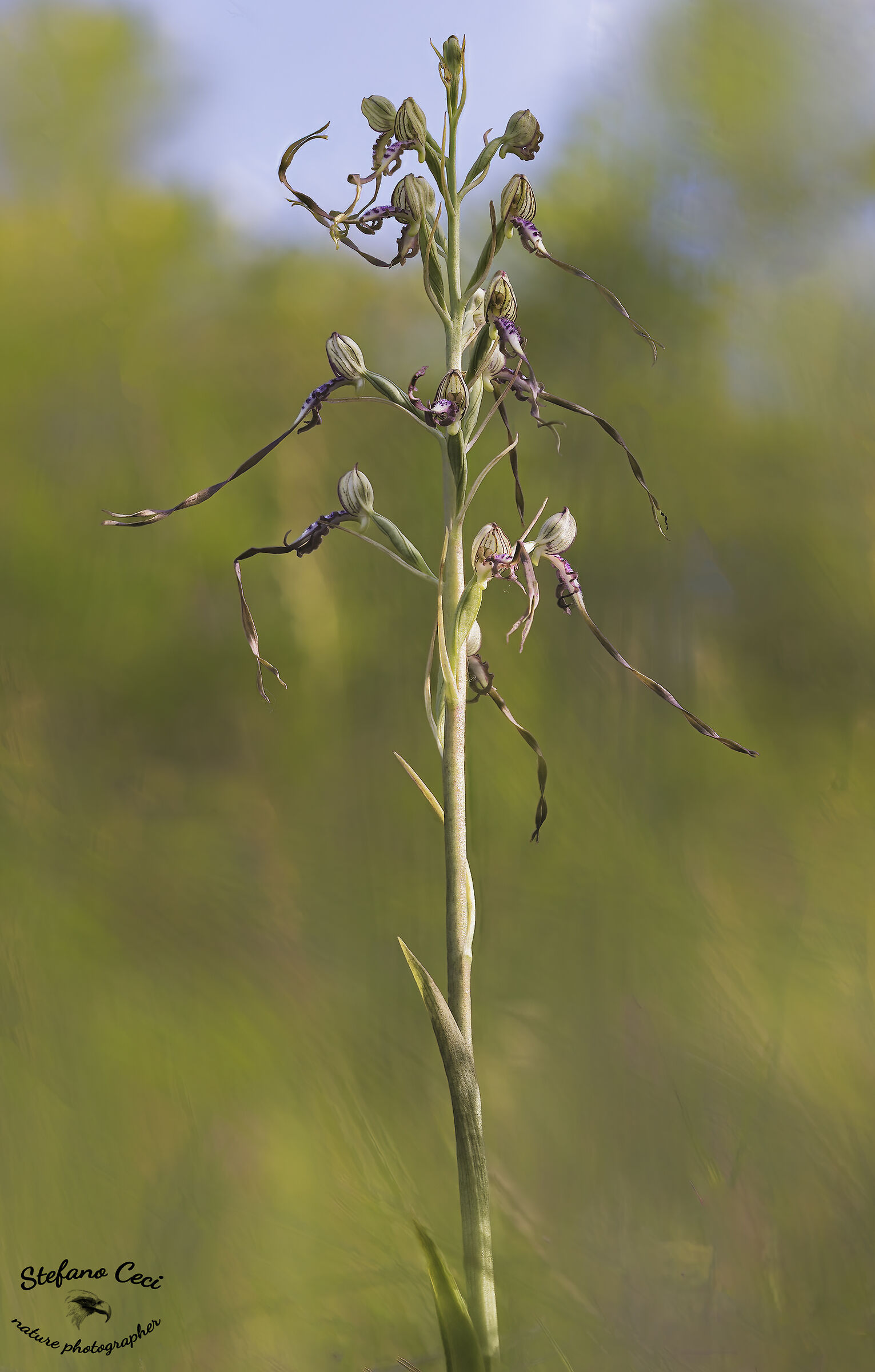 Himantoglossum Adriaticum