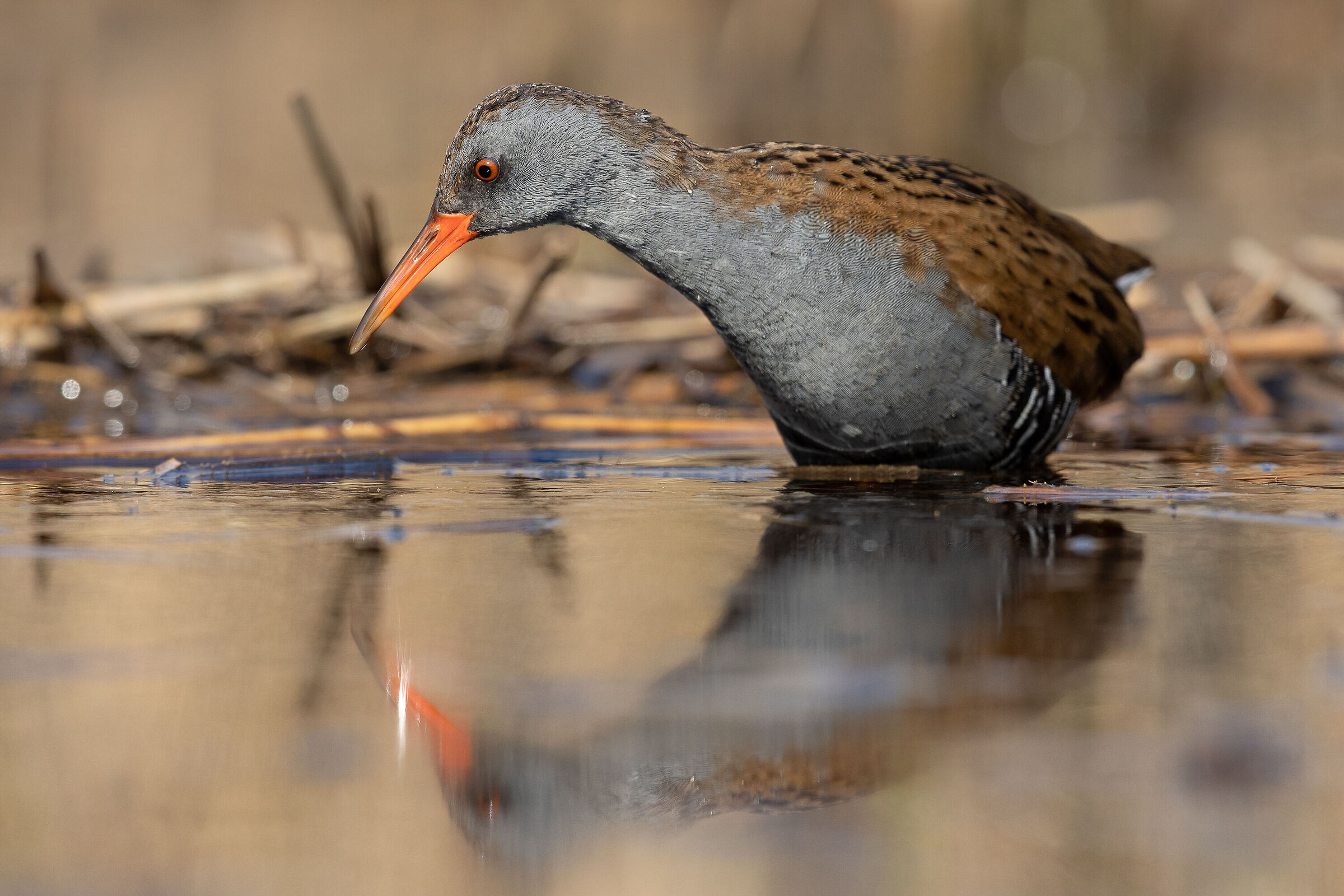 Porciglione con riflesso