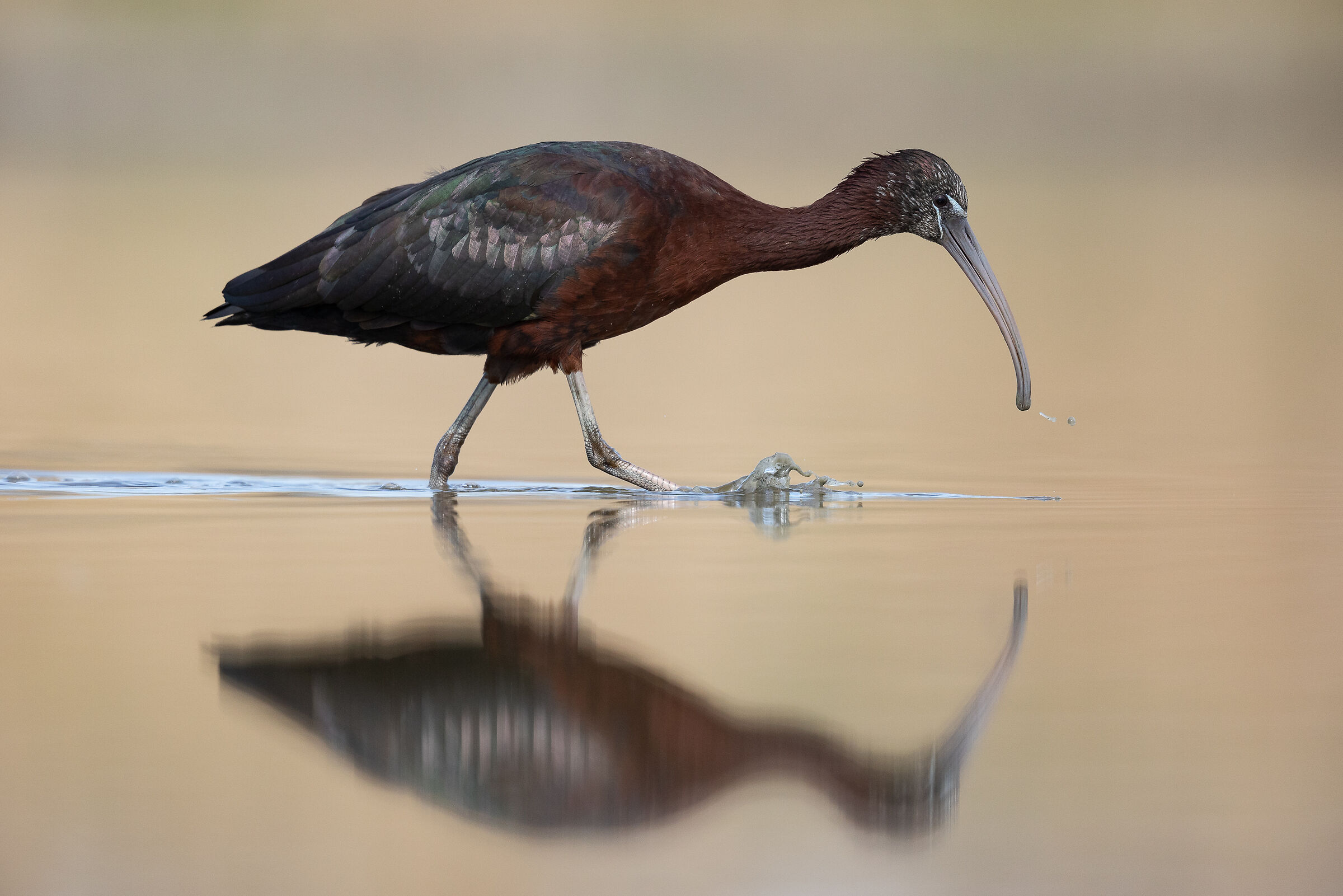 Mignattaio con riflesso.