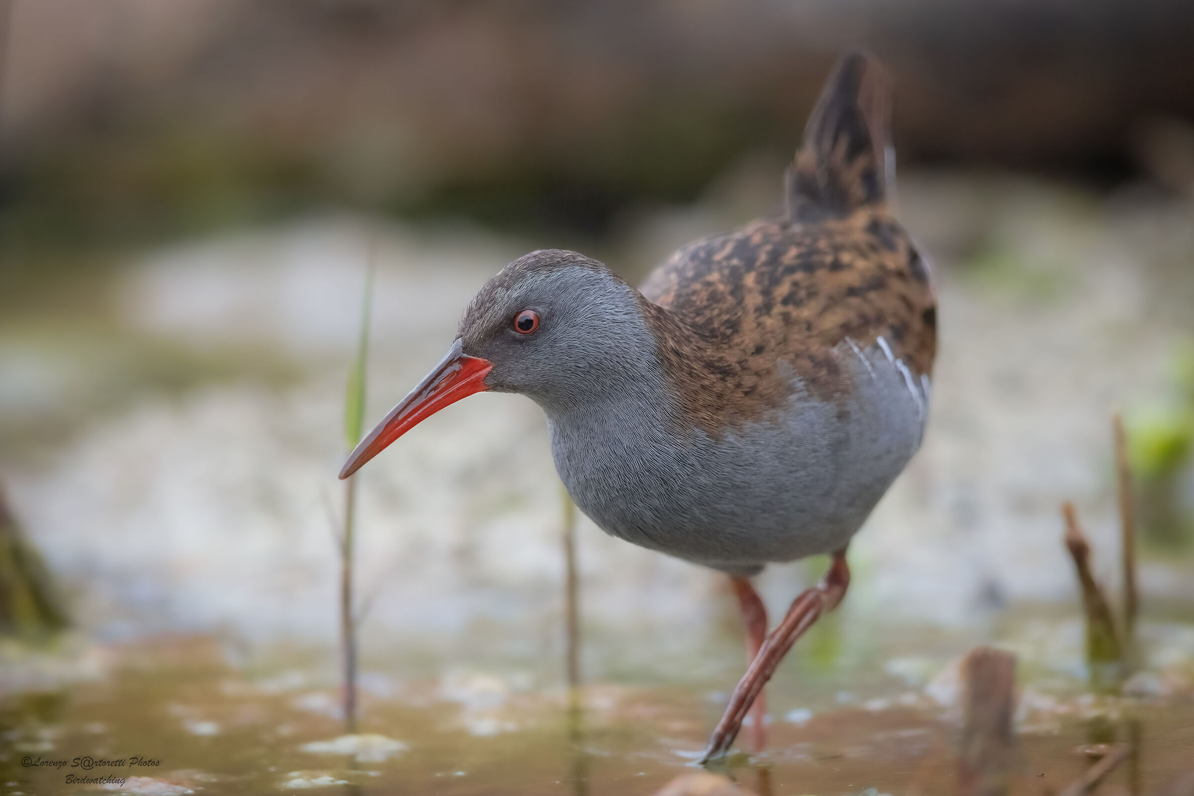 Water rail