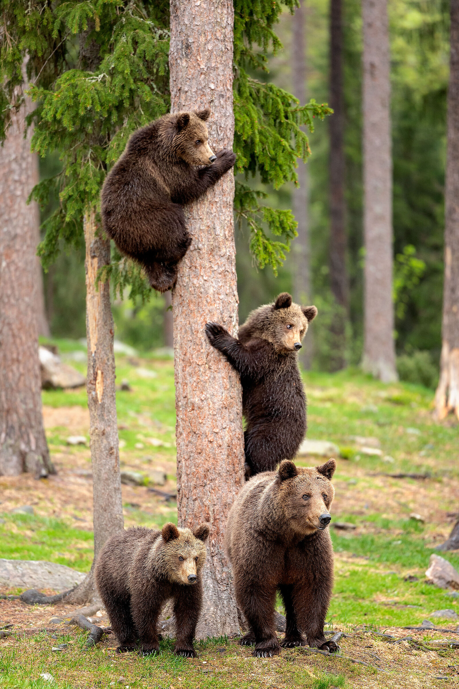 The family "on guard"