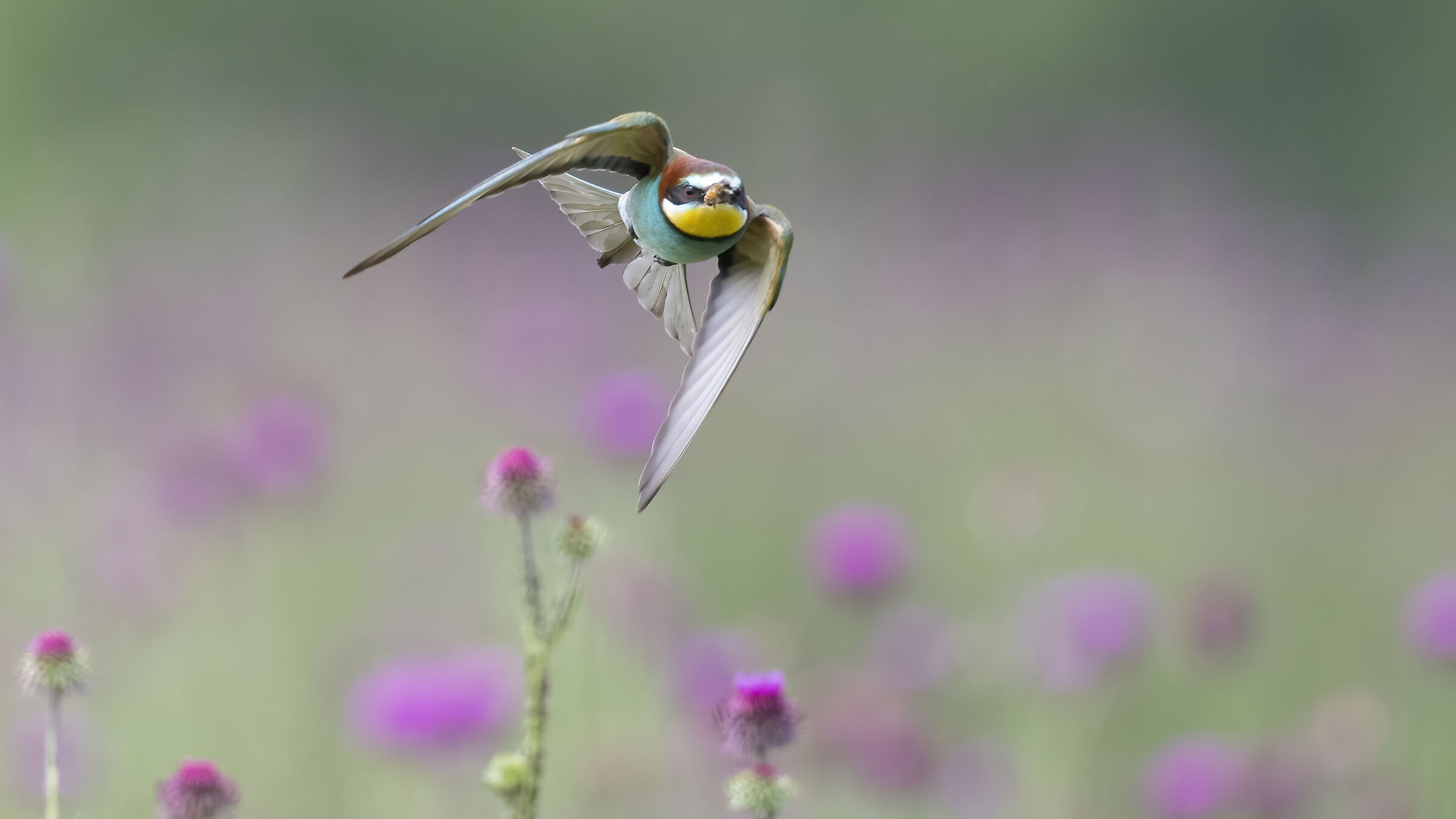 gruccione , colori tra i colori