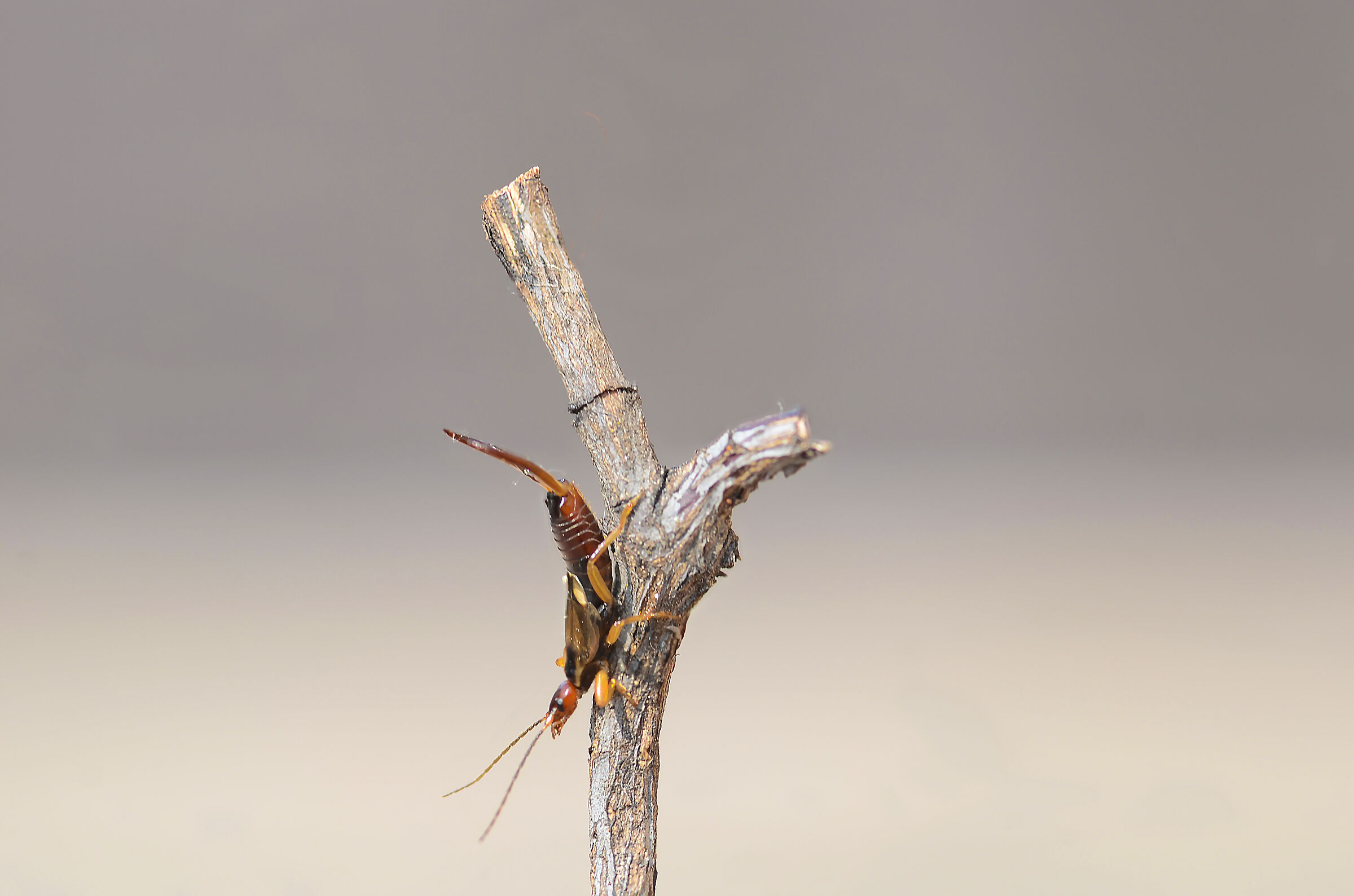 forficula auricularia