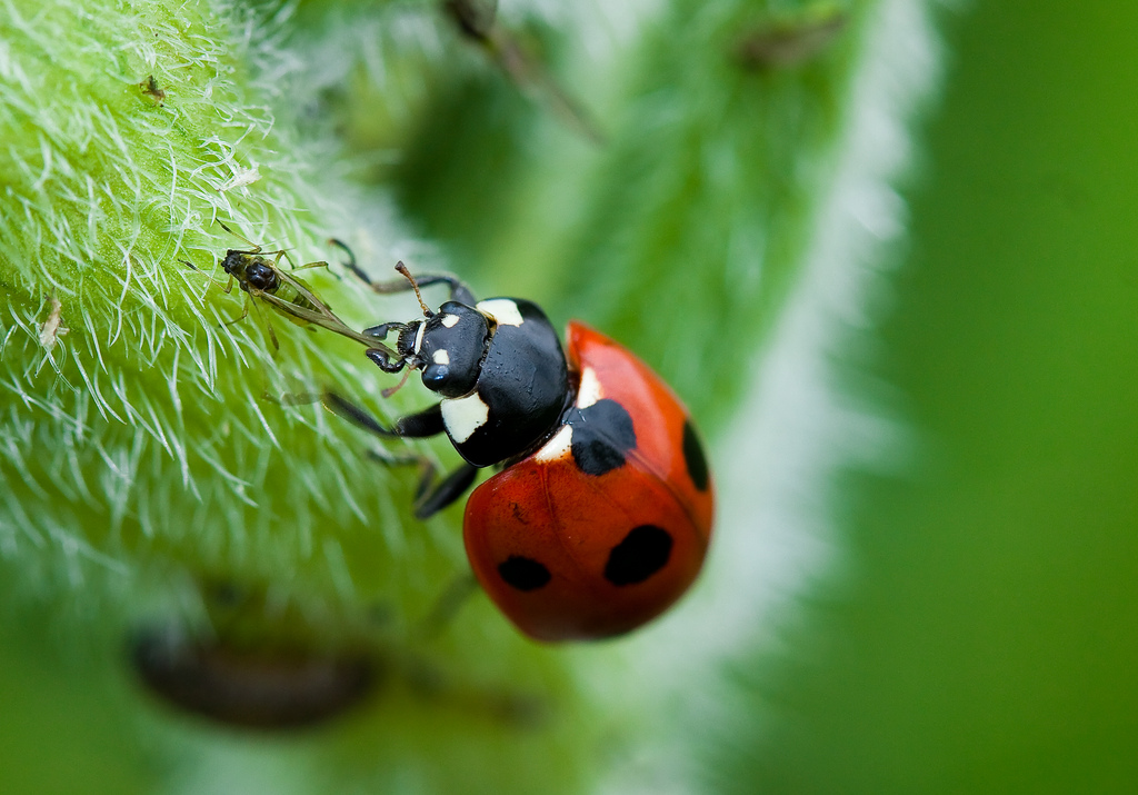 Coccinella
