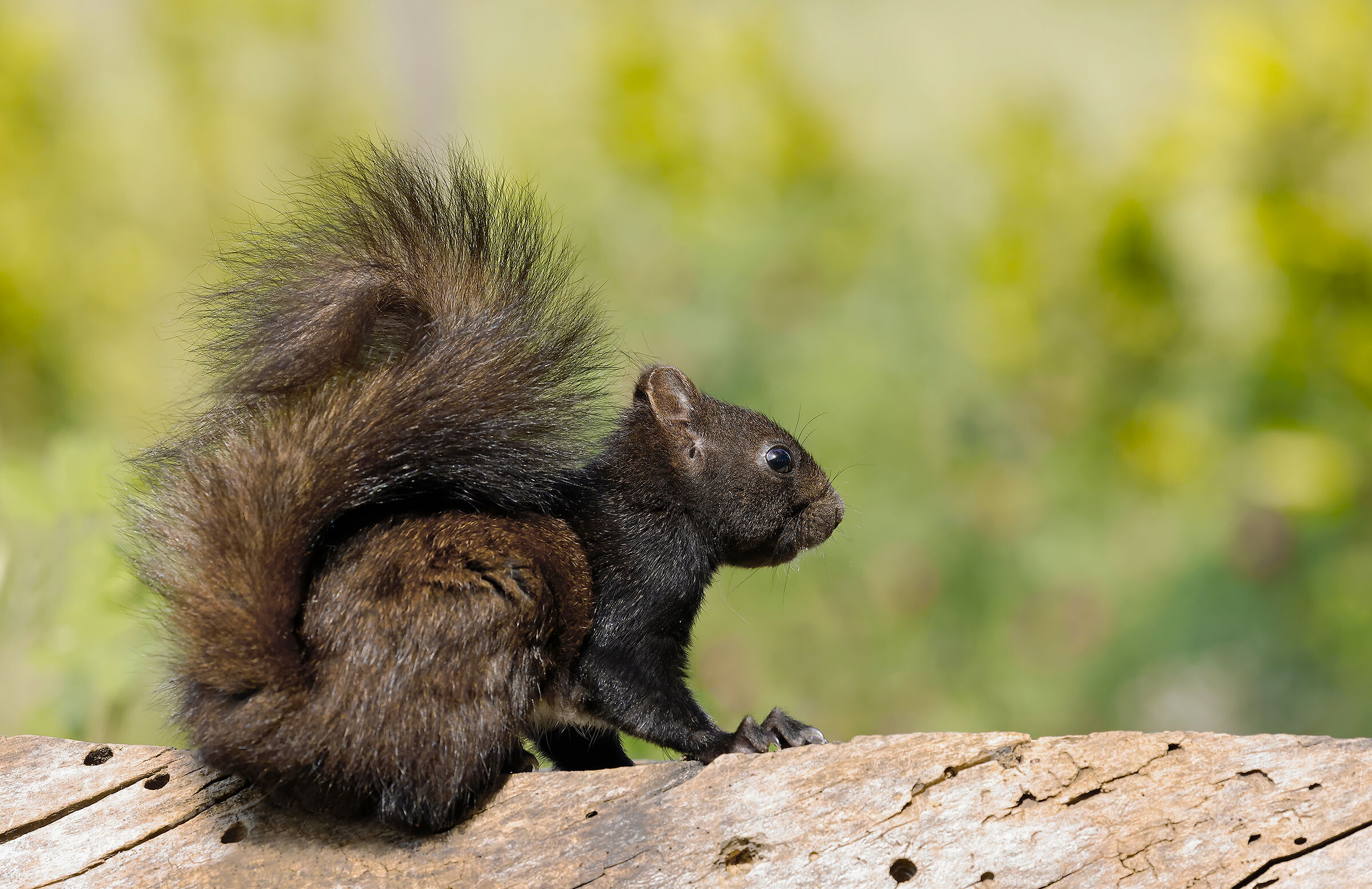 Squirrel