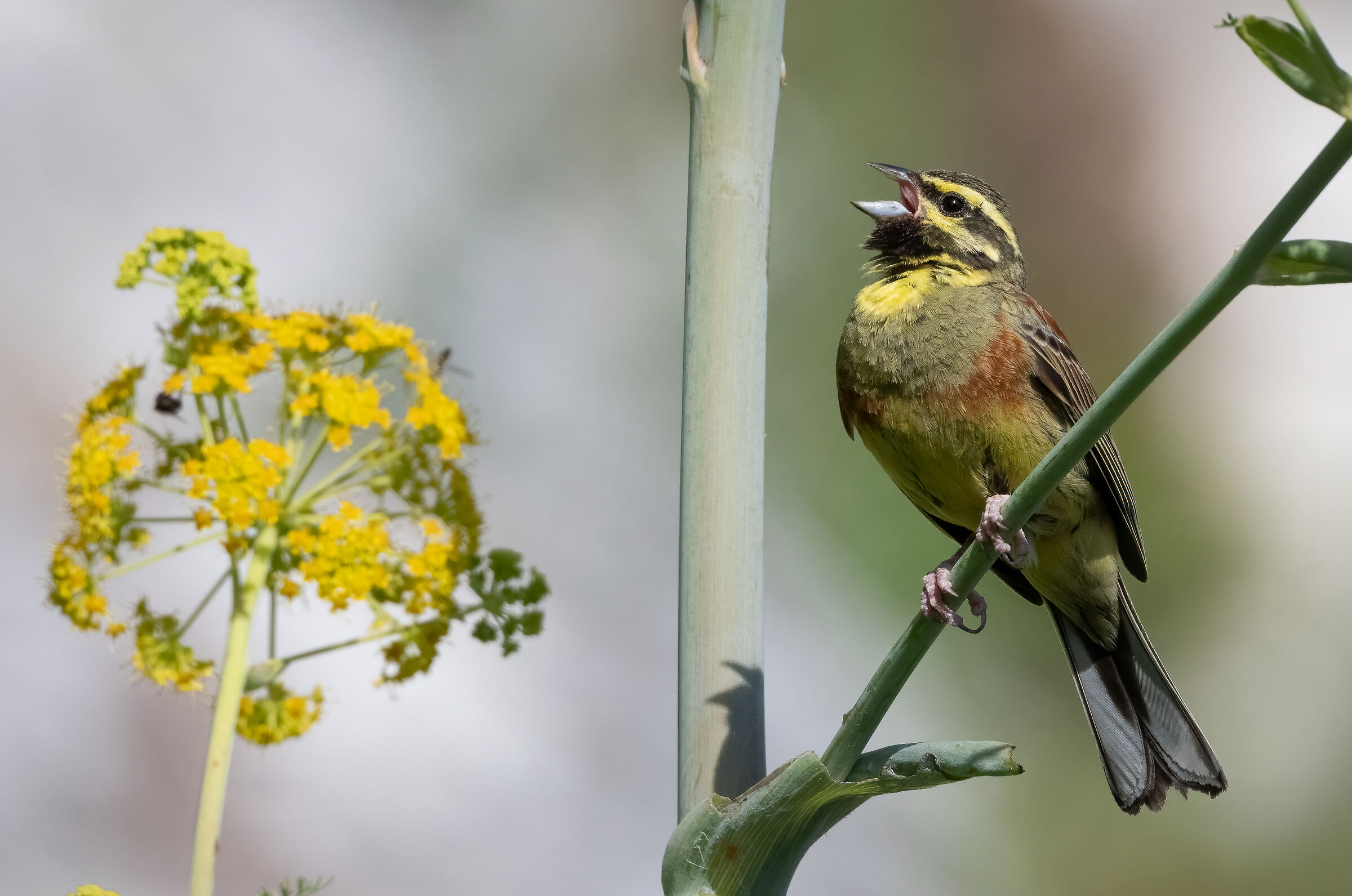 Cirl bunting