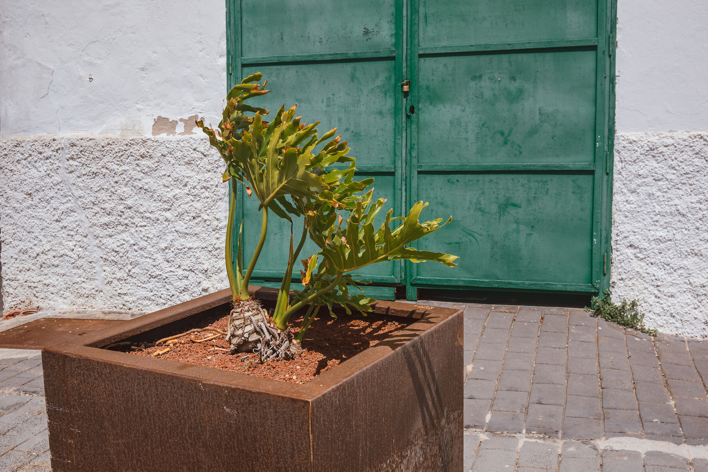 A plant in an iron bed in front of a gate v