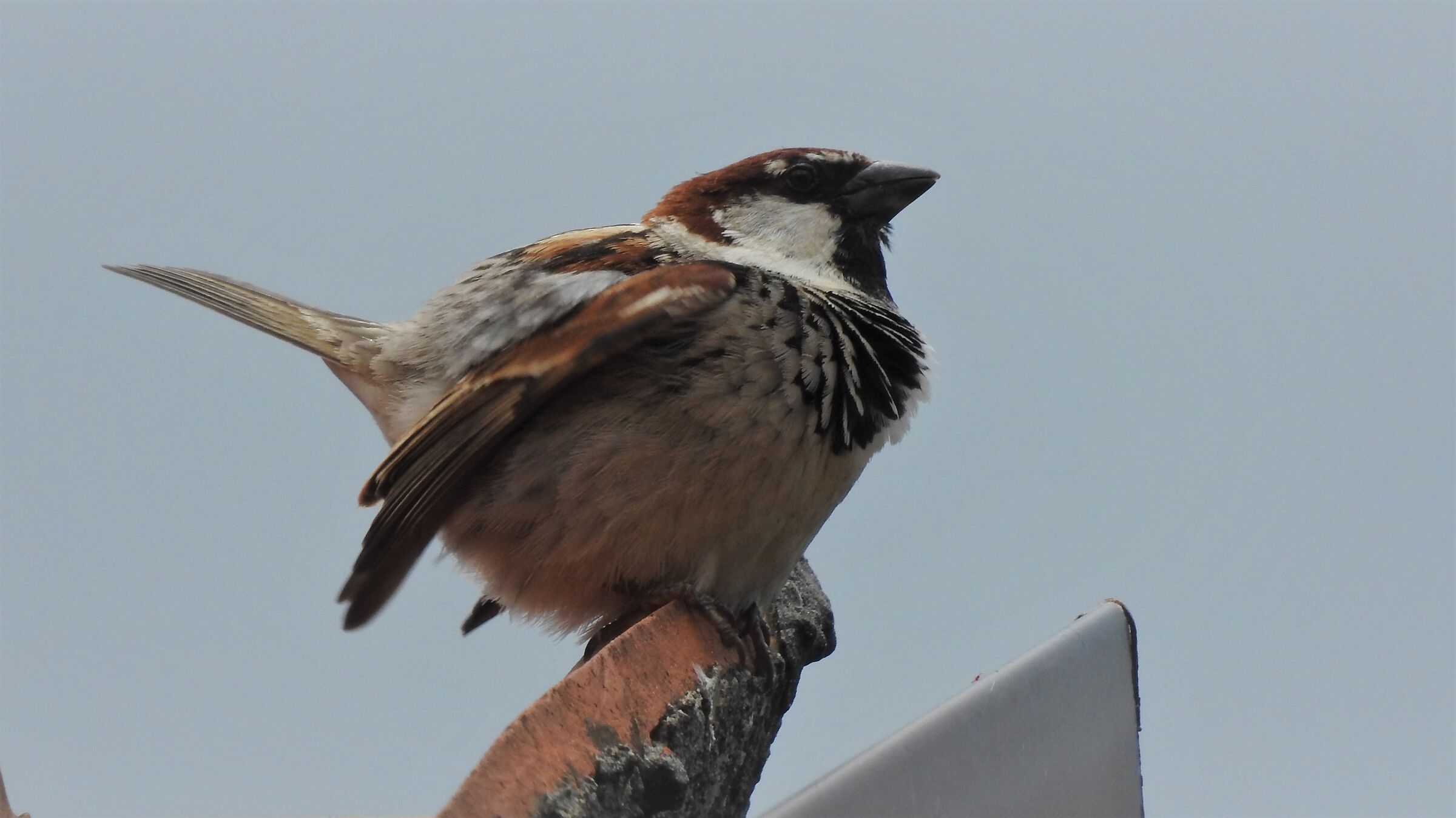 mountain sparrow