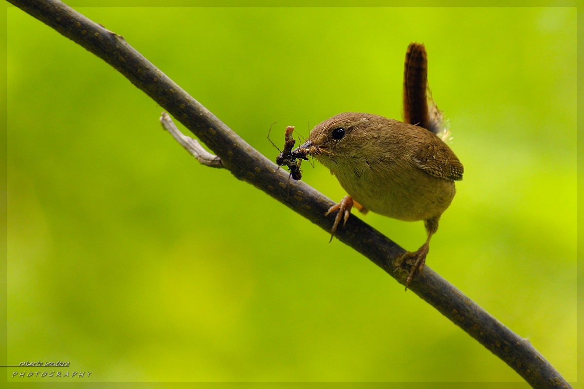 Wren