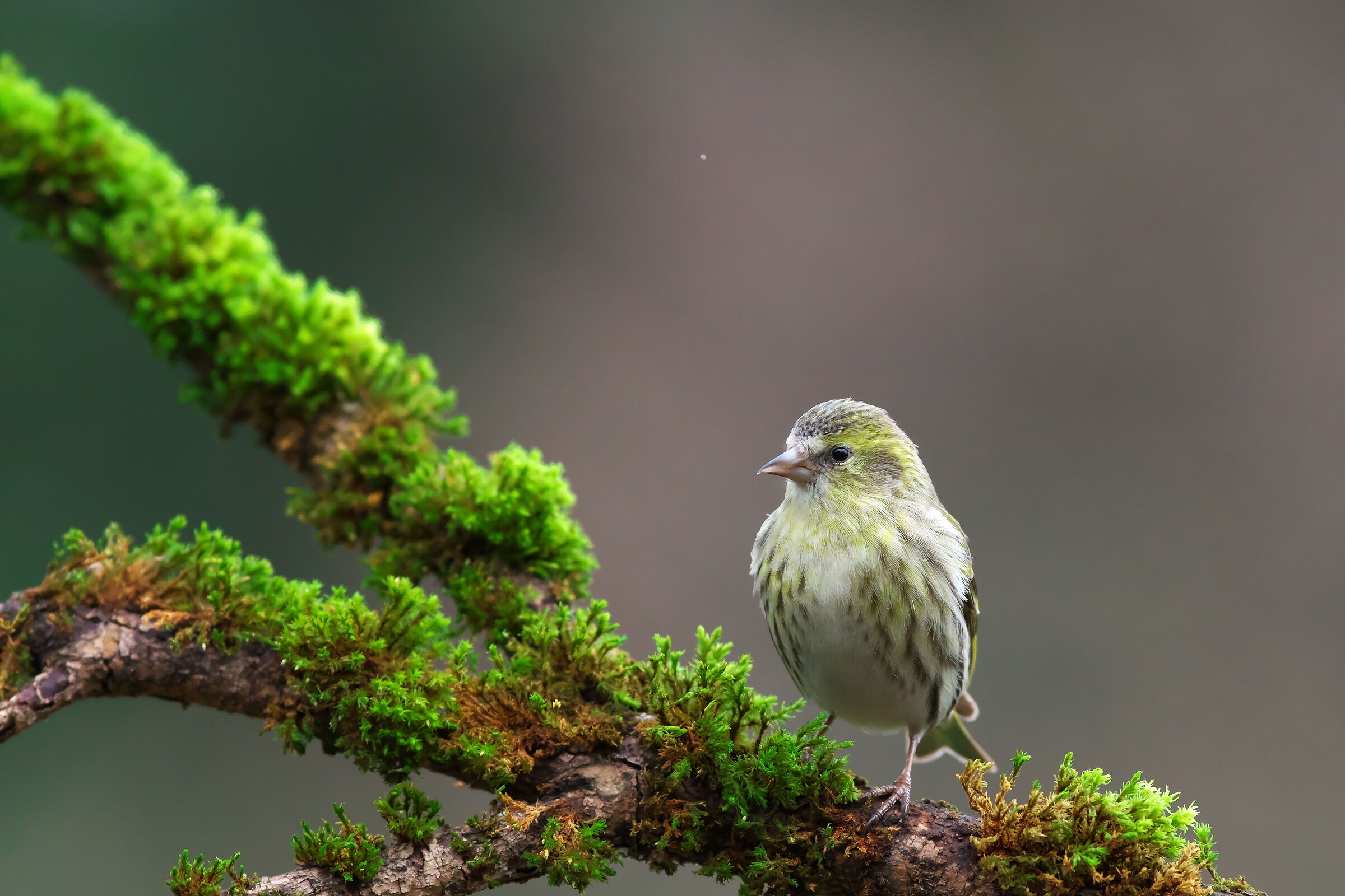 Spinus spinus female