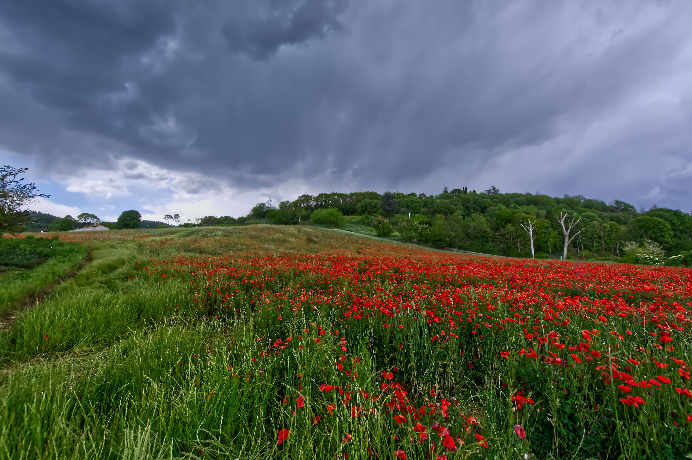 tulipani sotto il temporale