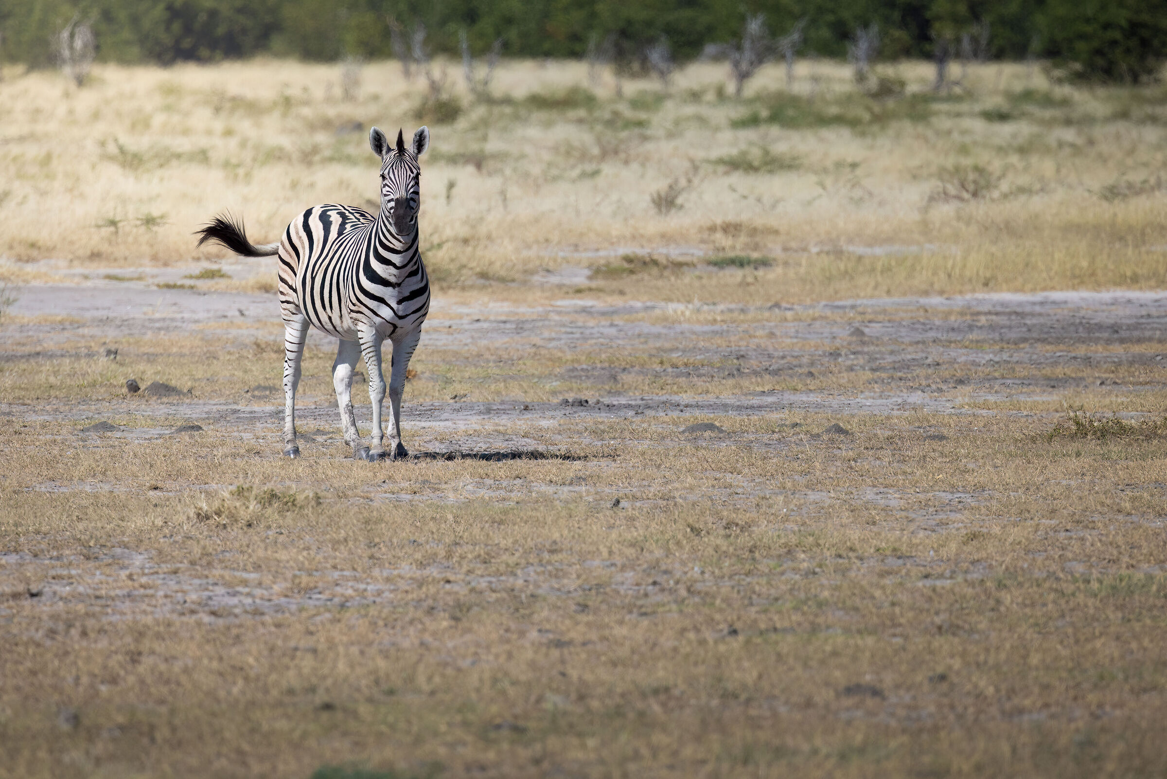 Zebra