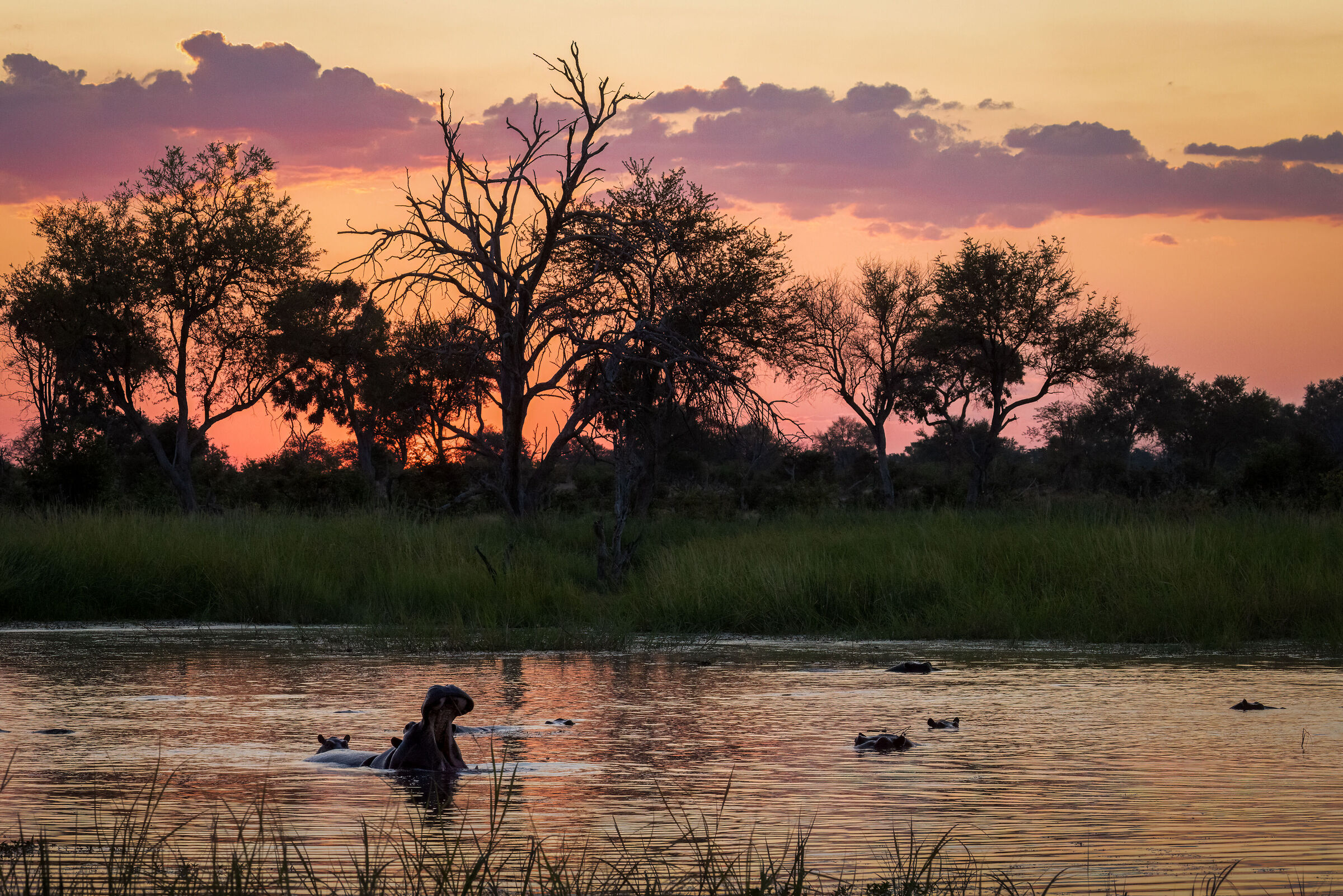 The pond of hippos