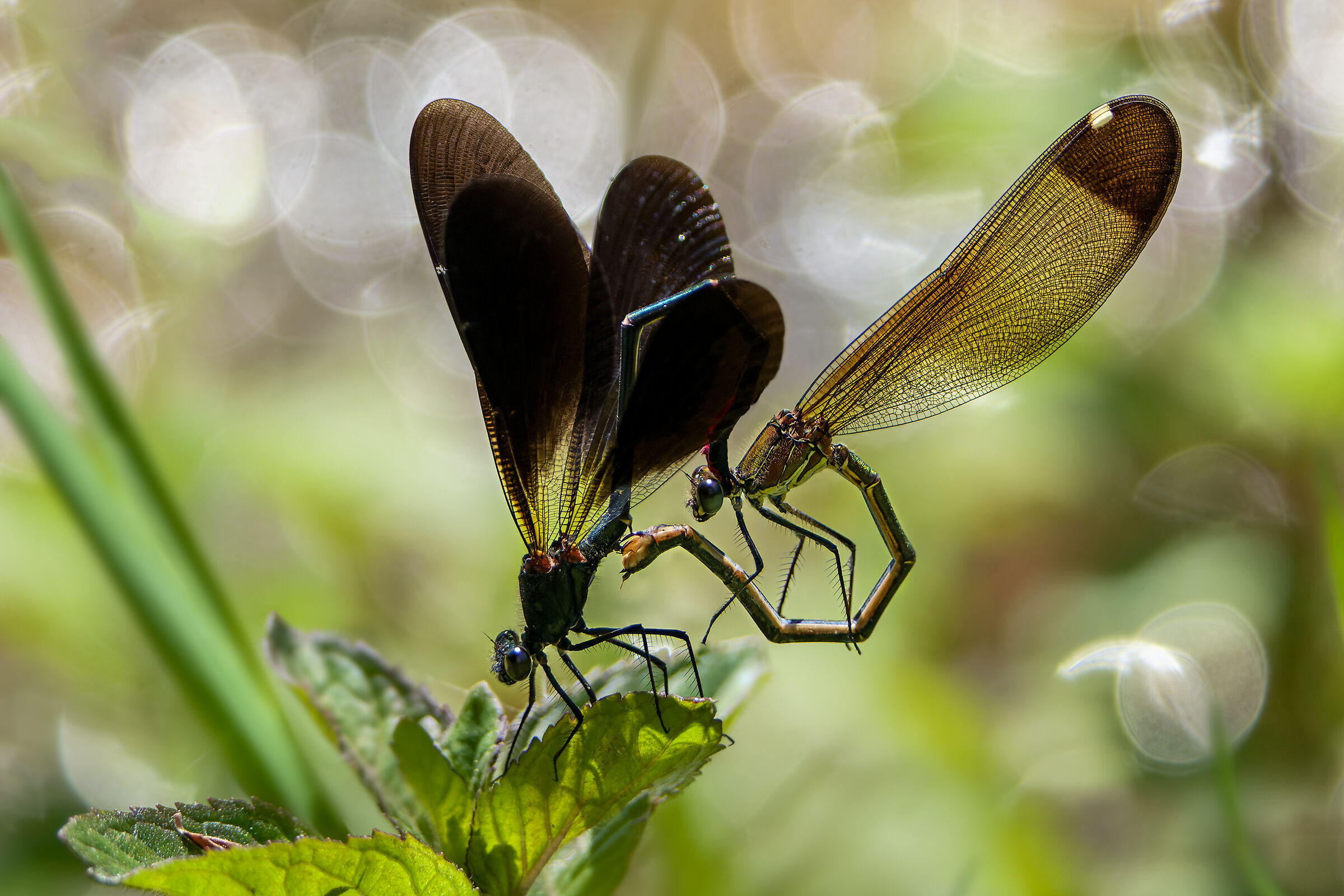 Calopteryx Haemorroidalis 2 - Accoppiamento 2