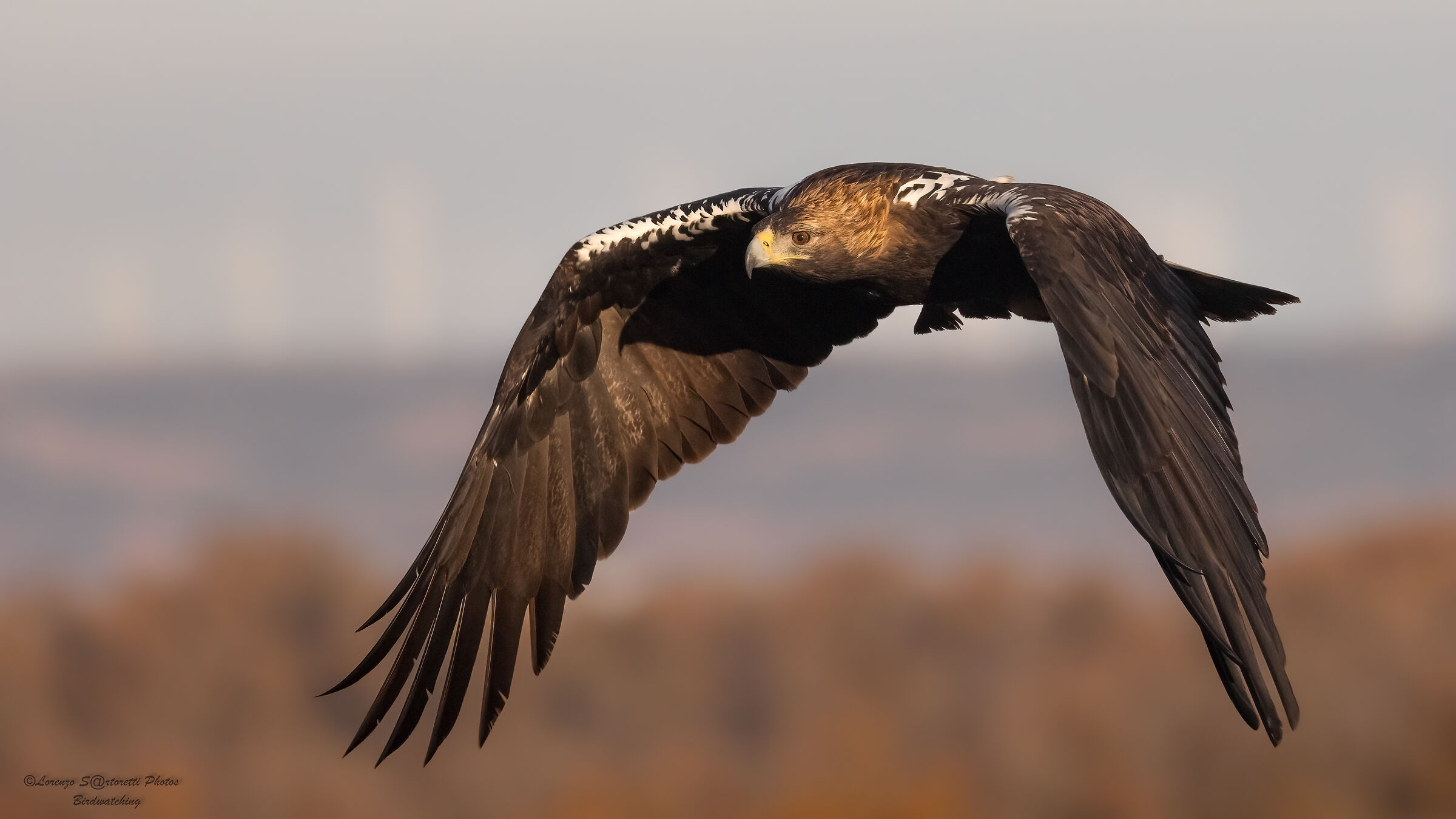 Iberian imperial eagle