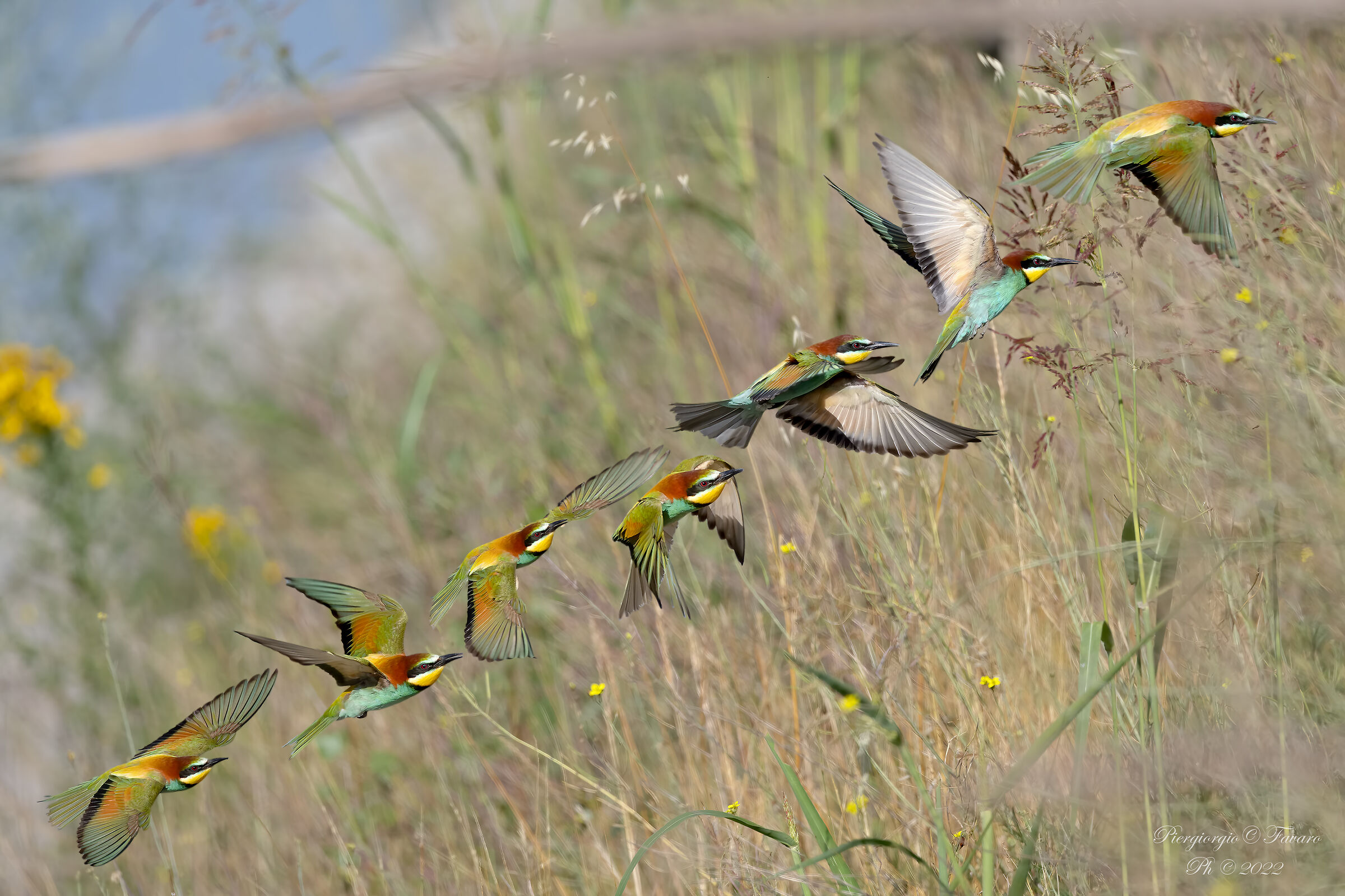 Bee-eater in flight.
