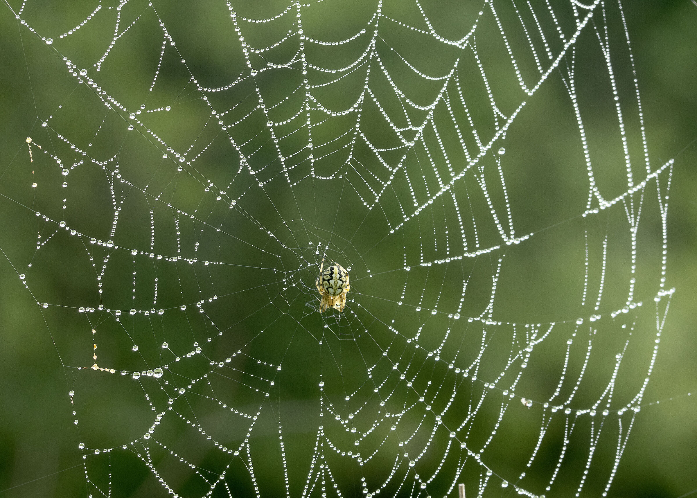 Spider in the dew