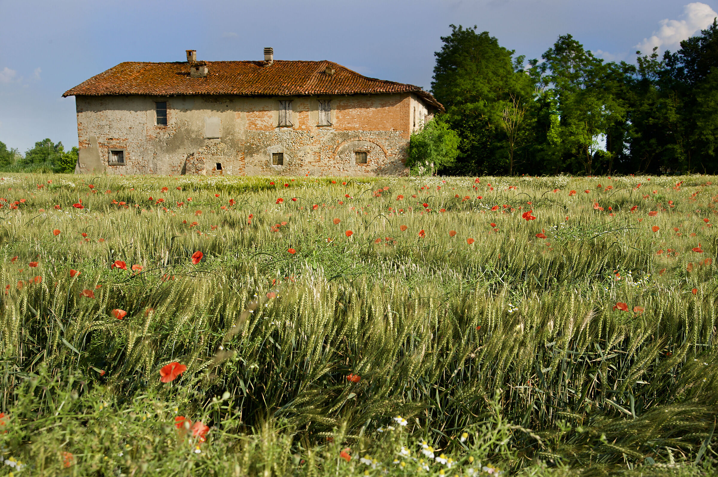 Farmhouse and poppies