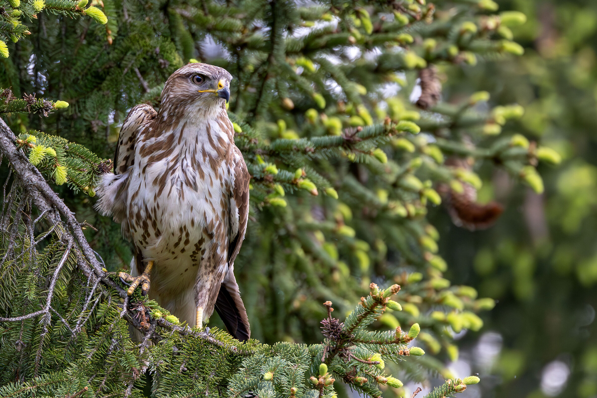 Buteo buteo